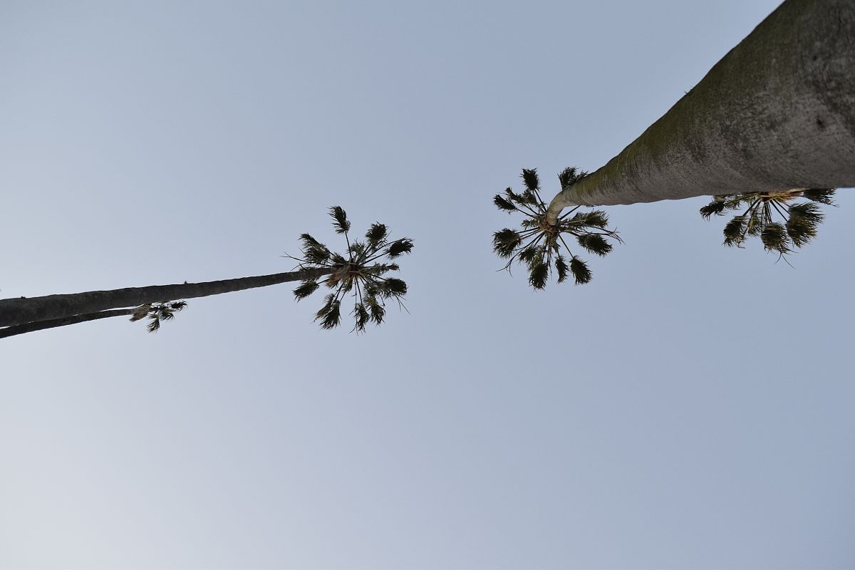 手掌解剖学：各层结构及功能详解