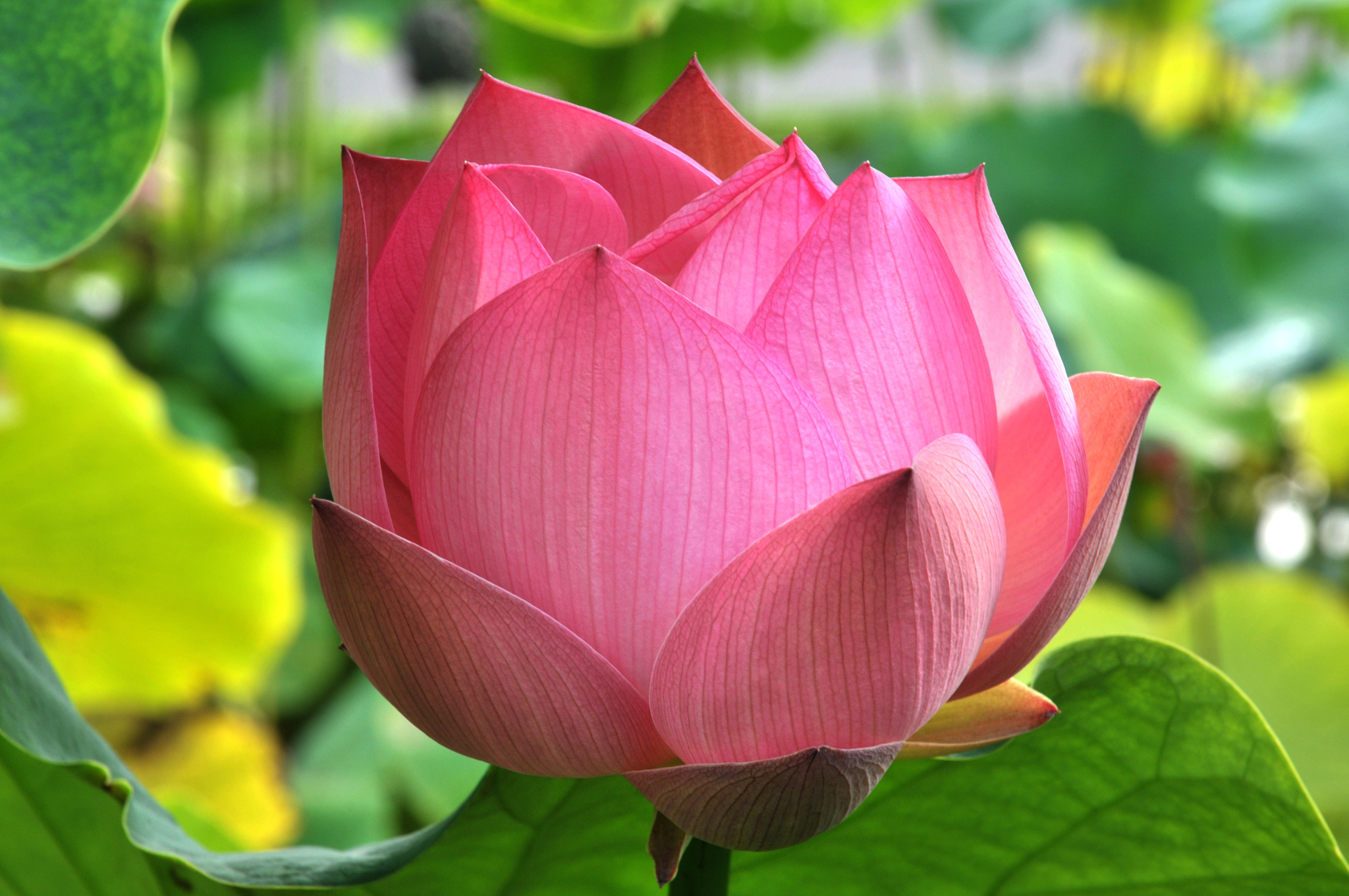 洛特伊木马(Lotus Blossom Trojan) - 高级持续性威胁(APT)分析