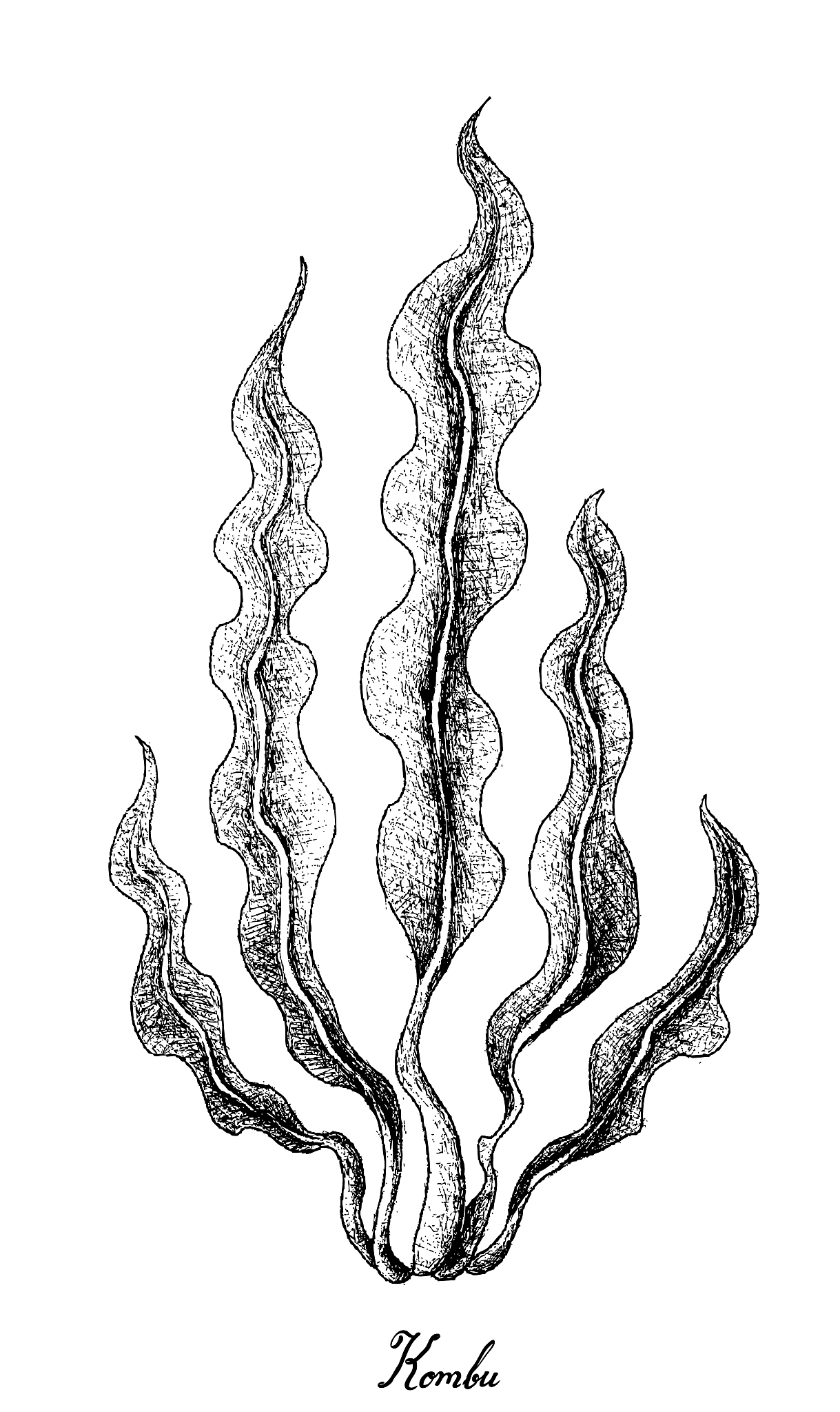hand drawn of kombu seaweed on white background