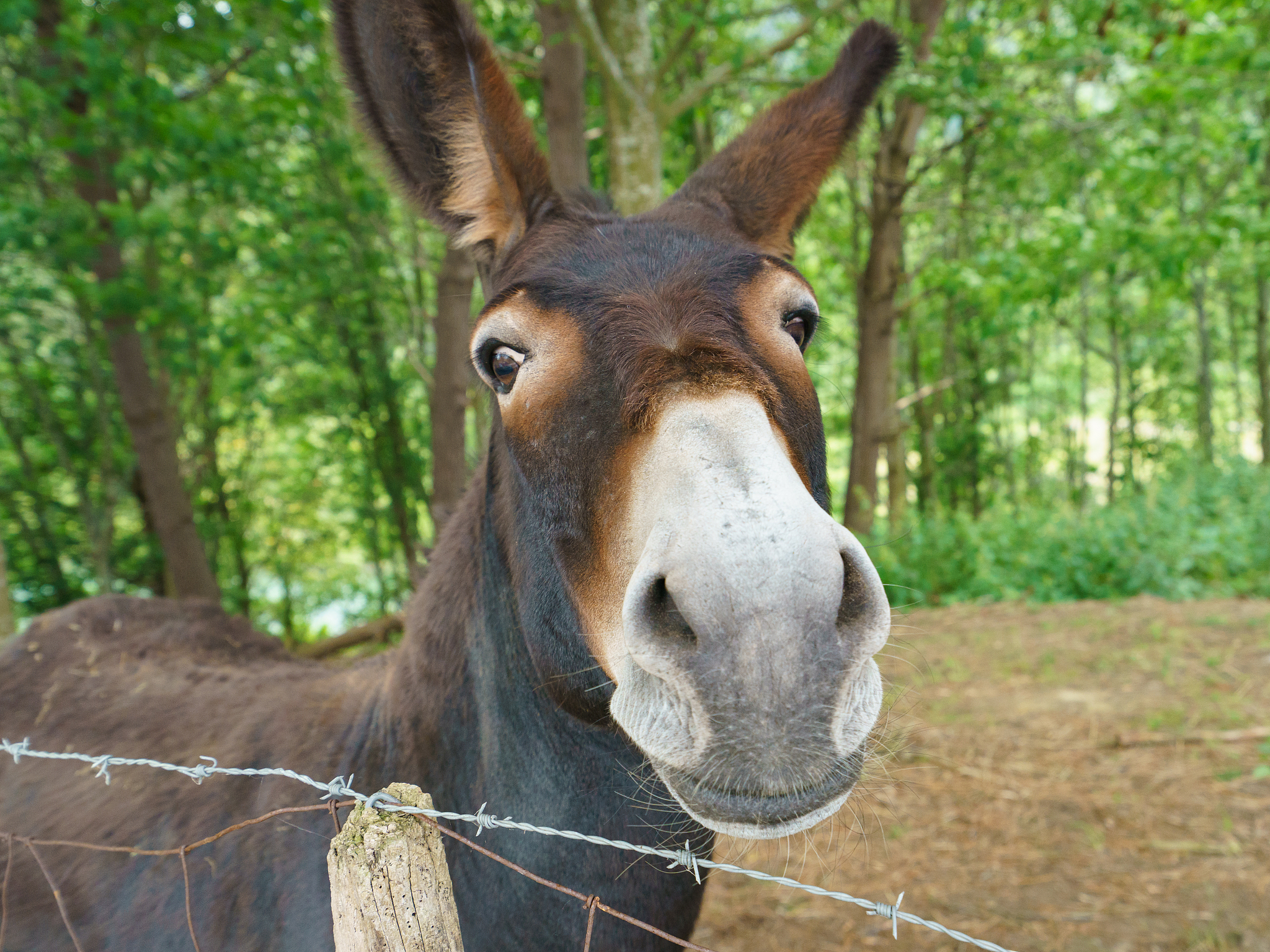 brown donkey