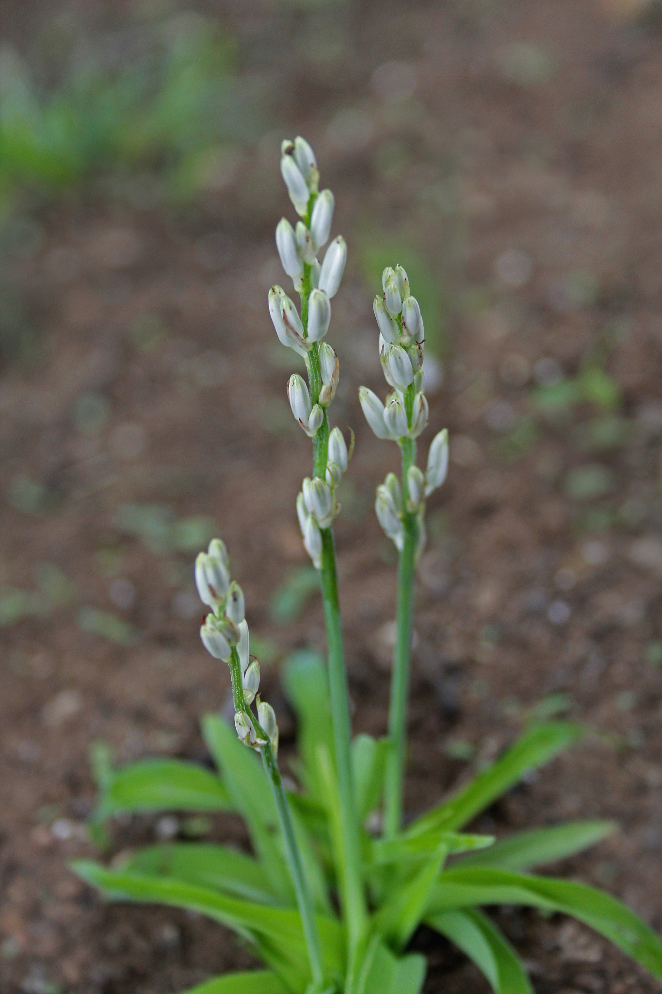 chlorophytum glaucum, anthericum nimmonii,