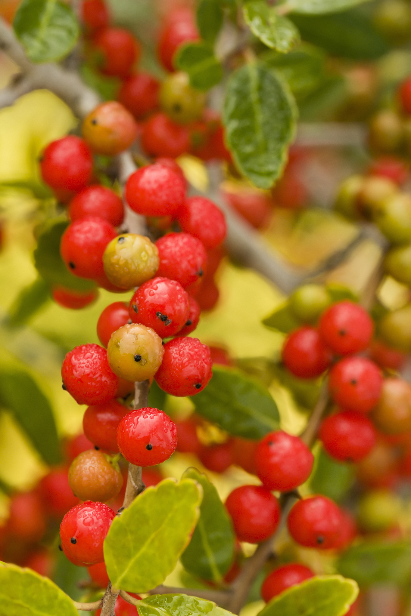 fall berries