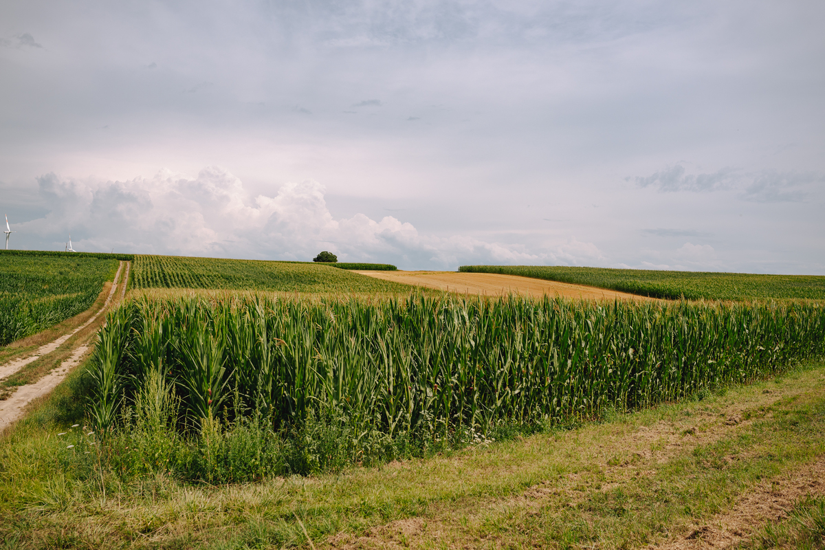 美国小麦玉米的主要种植区域：中部平原