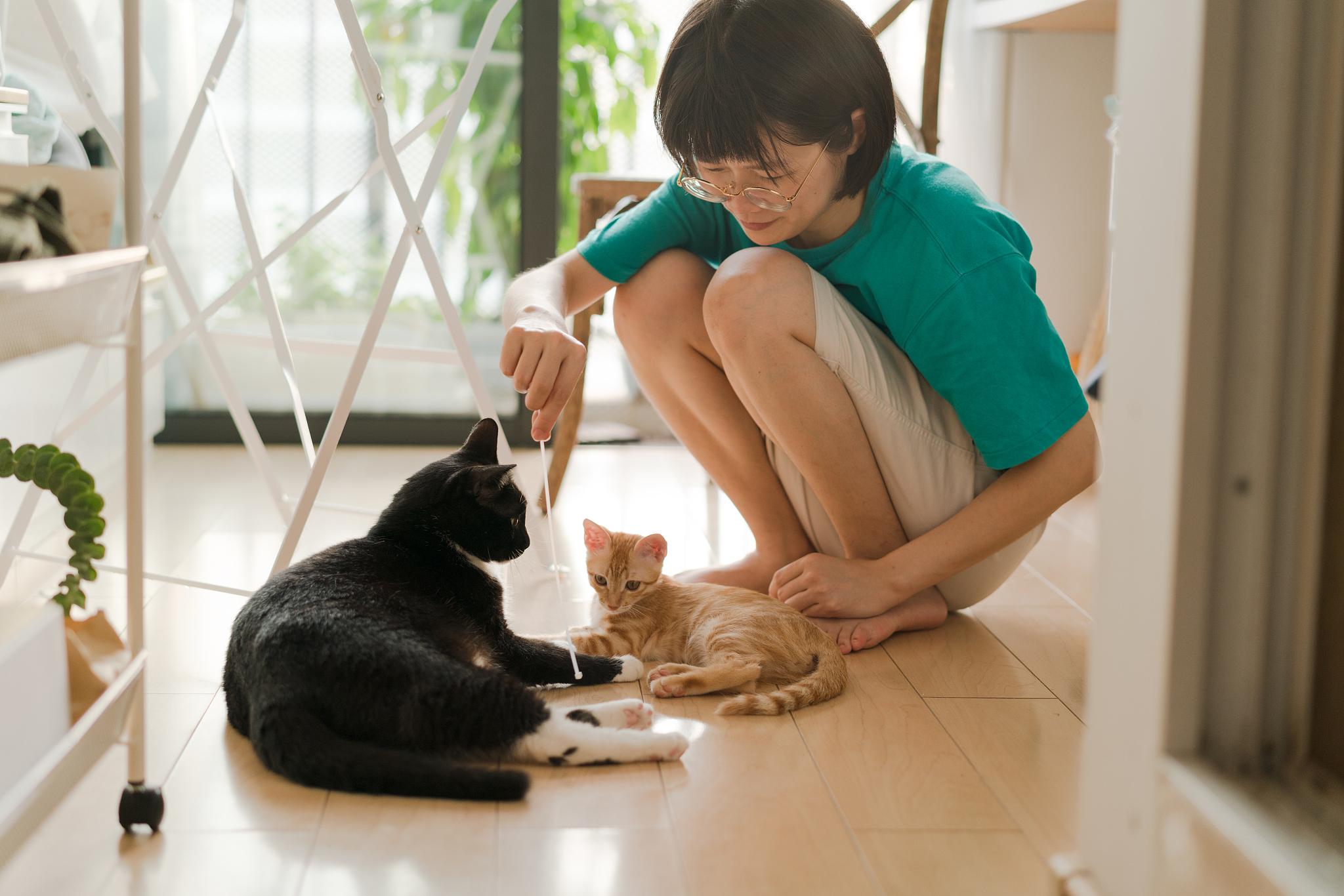 以独居生活中养猫还是养狗更好？重新编写标题写一篇1100字文章
