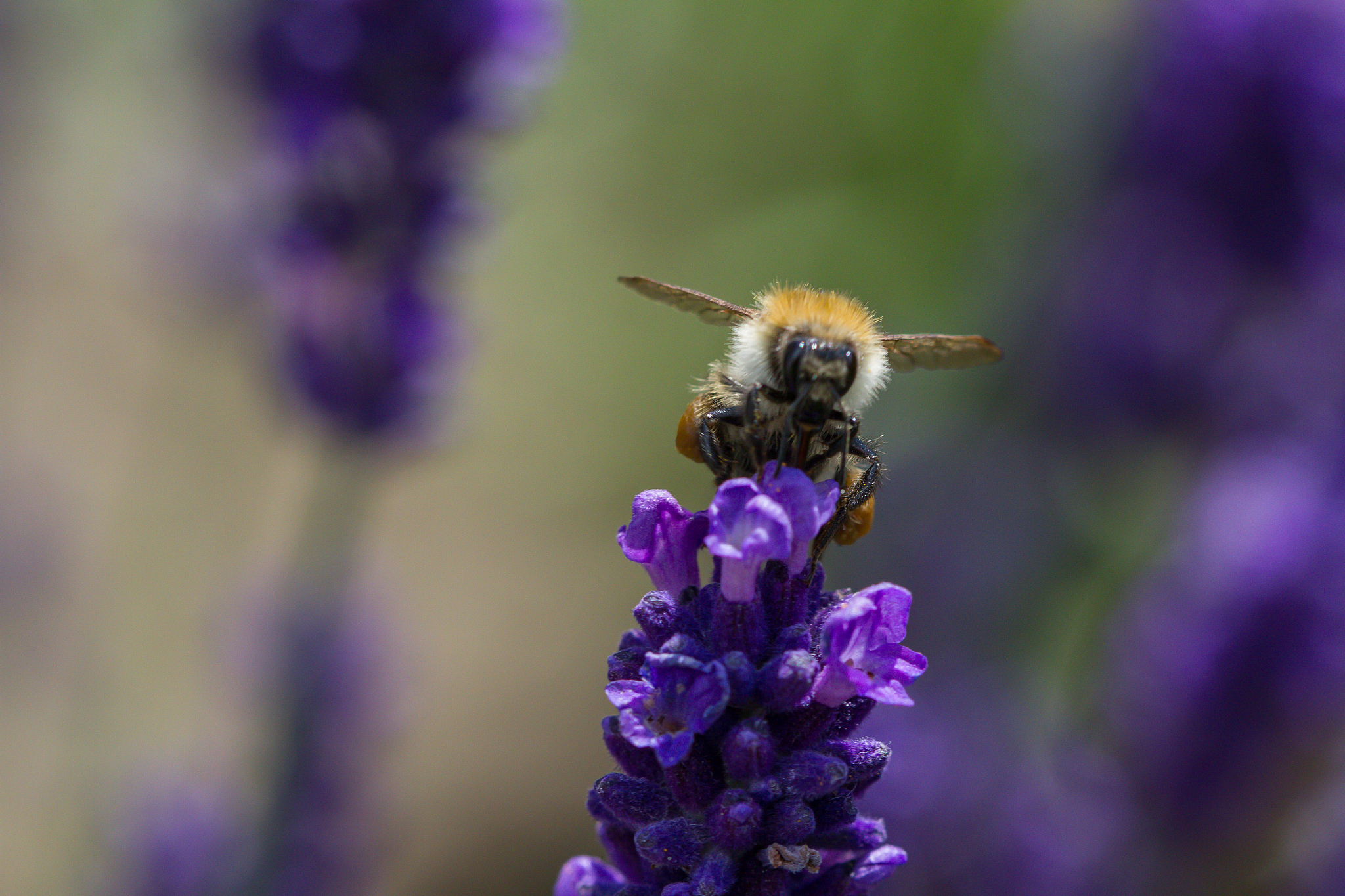 香气的本质是什么