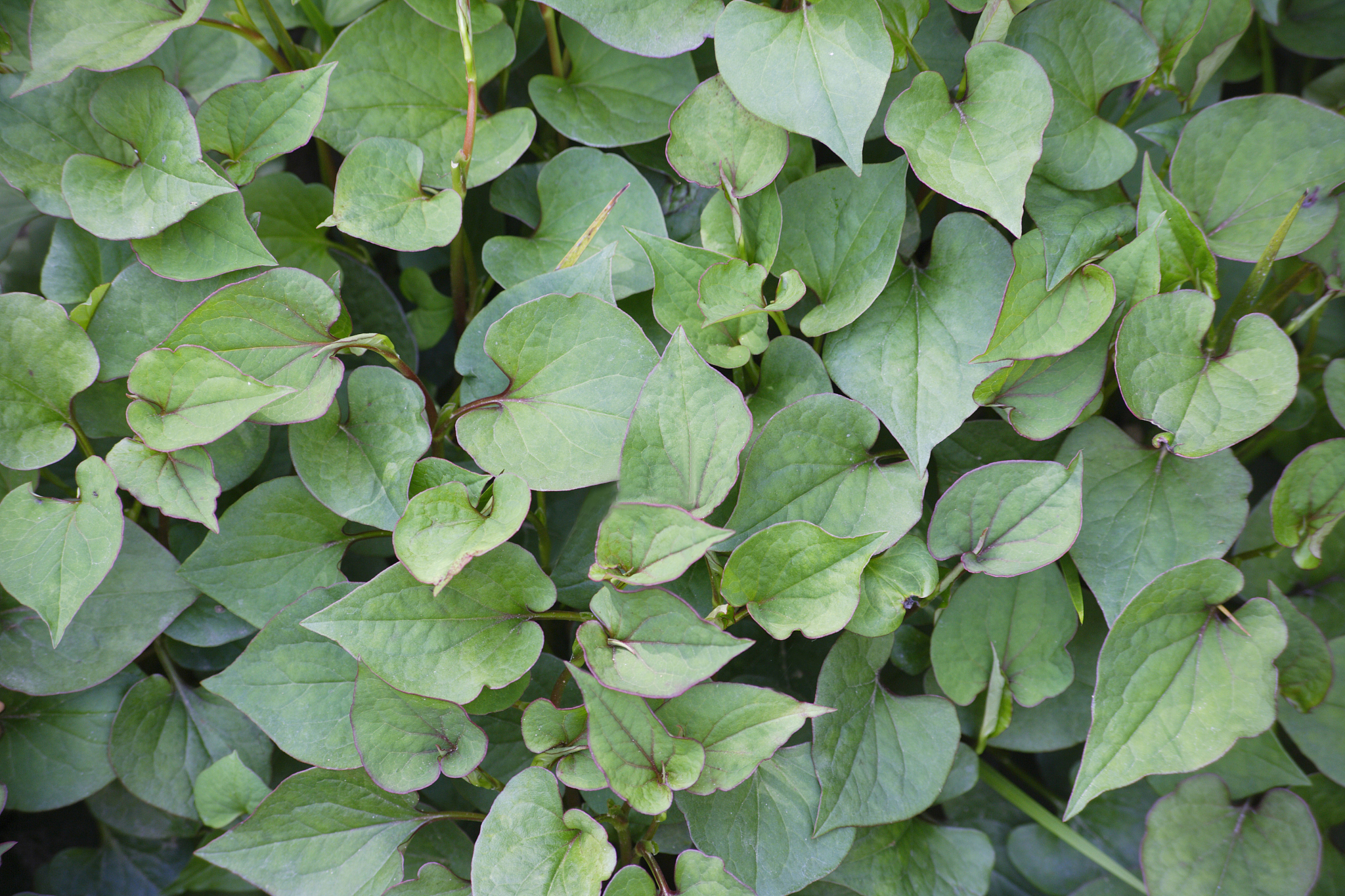 鱼腥草：美味还是致癌物？真相大揭秘