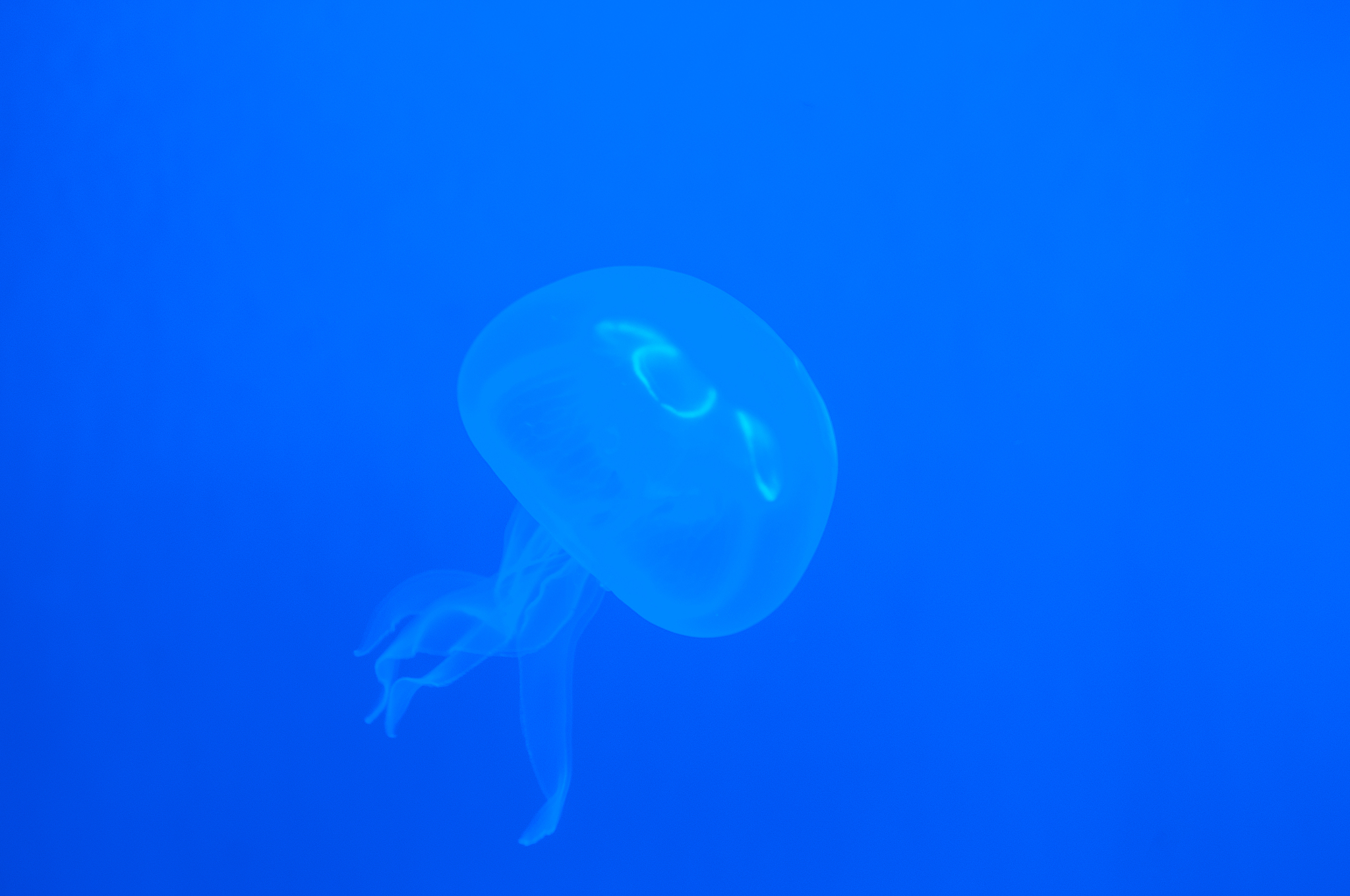 beautiful white jellyfish with a flower pattern on a blue backgr