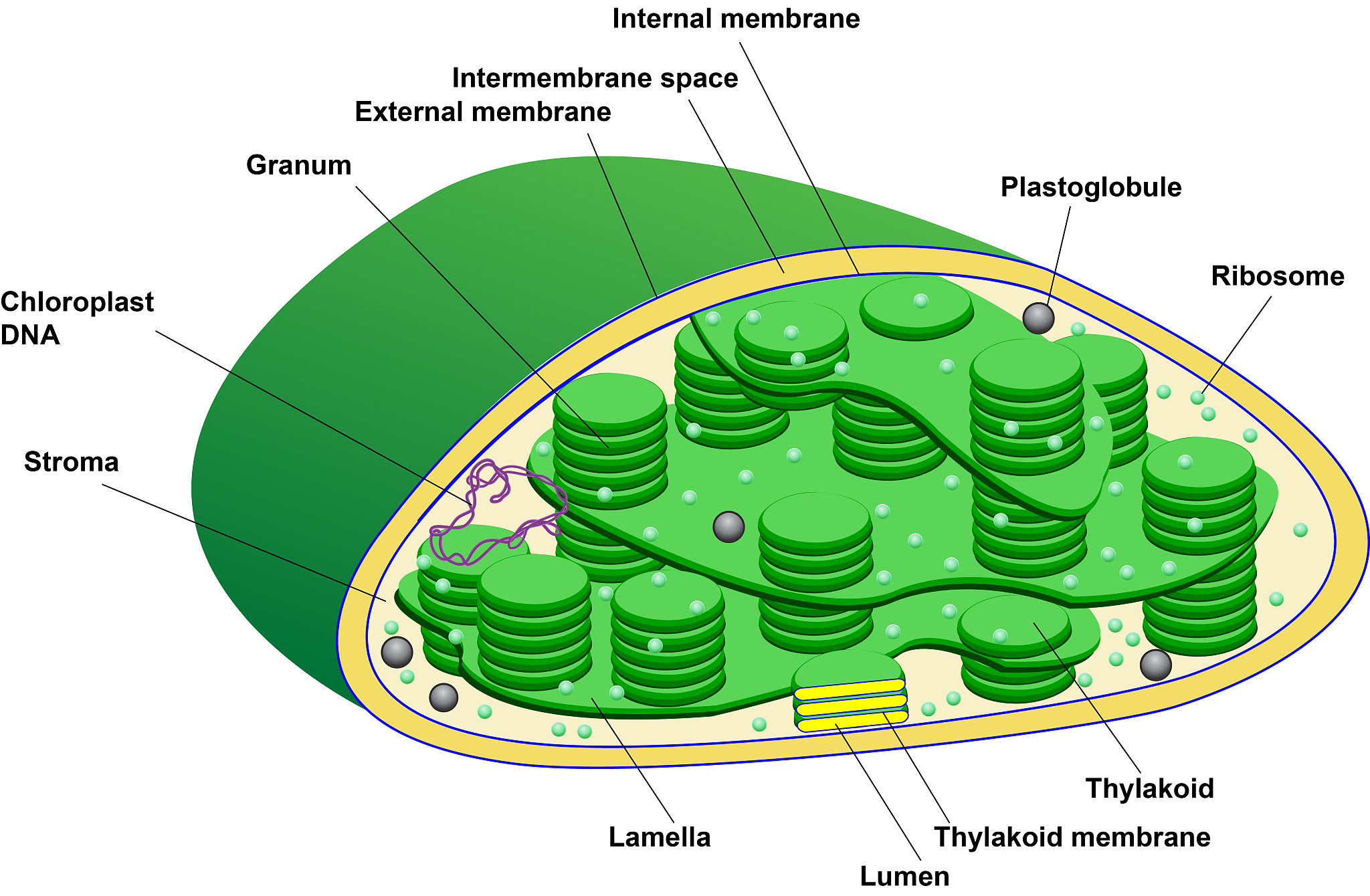 Specific Leaf Area (SLA): Understanding Photosynthetic Efficiency in Plants