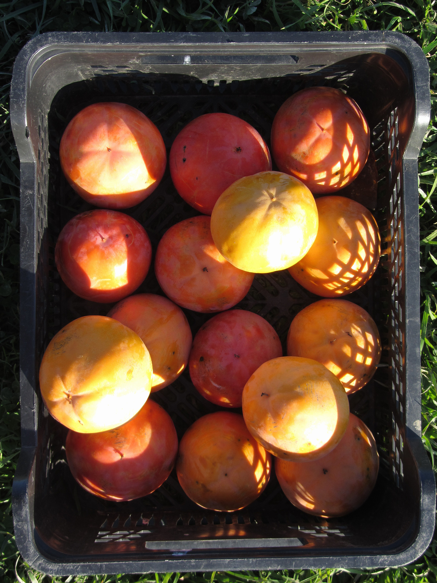 搜一下柿子加工产品的SWOT分析