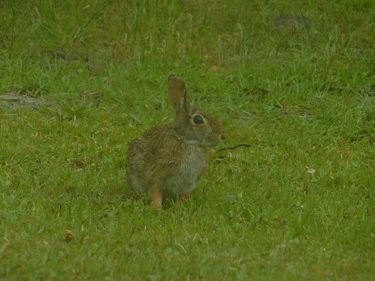 兔子尾巴长不了是什么意思_词语兔子尾巴长不了的意思