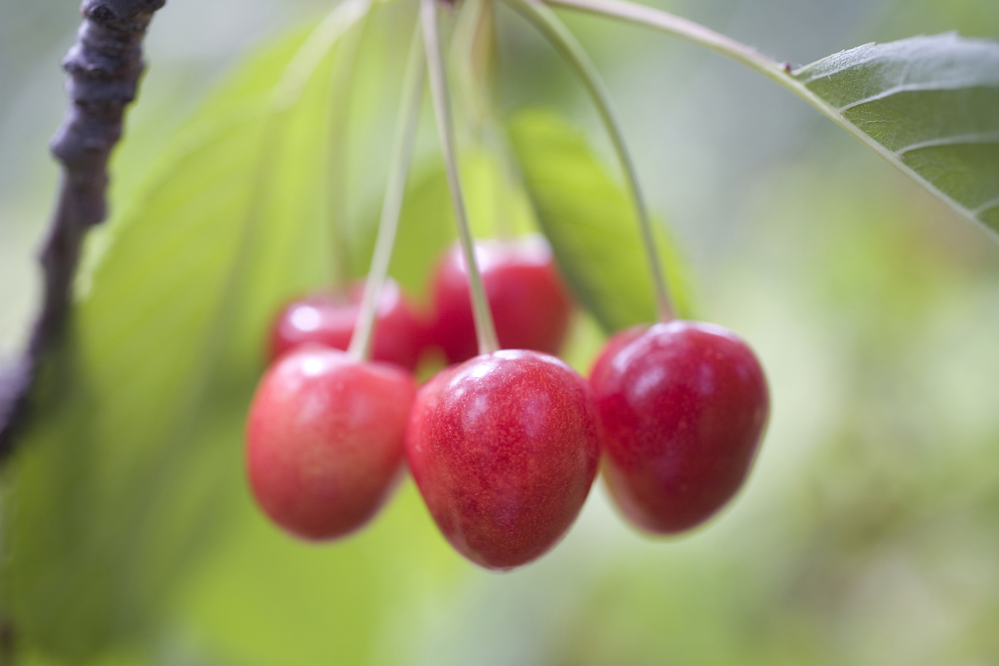 cherry