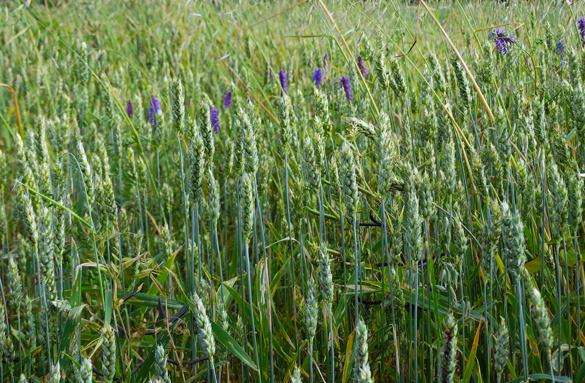 field