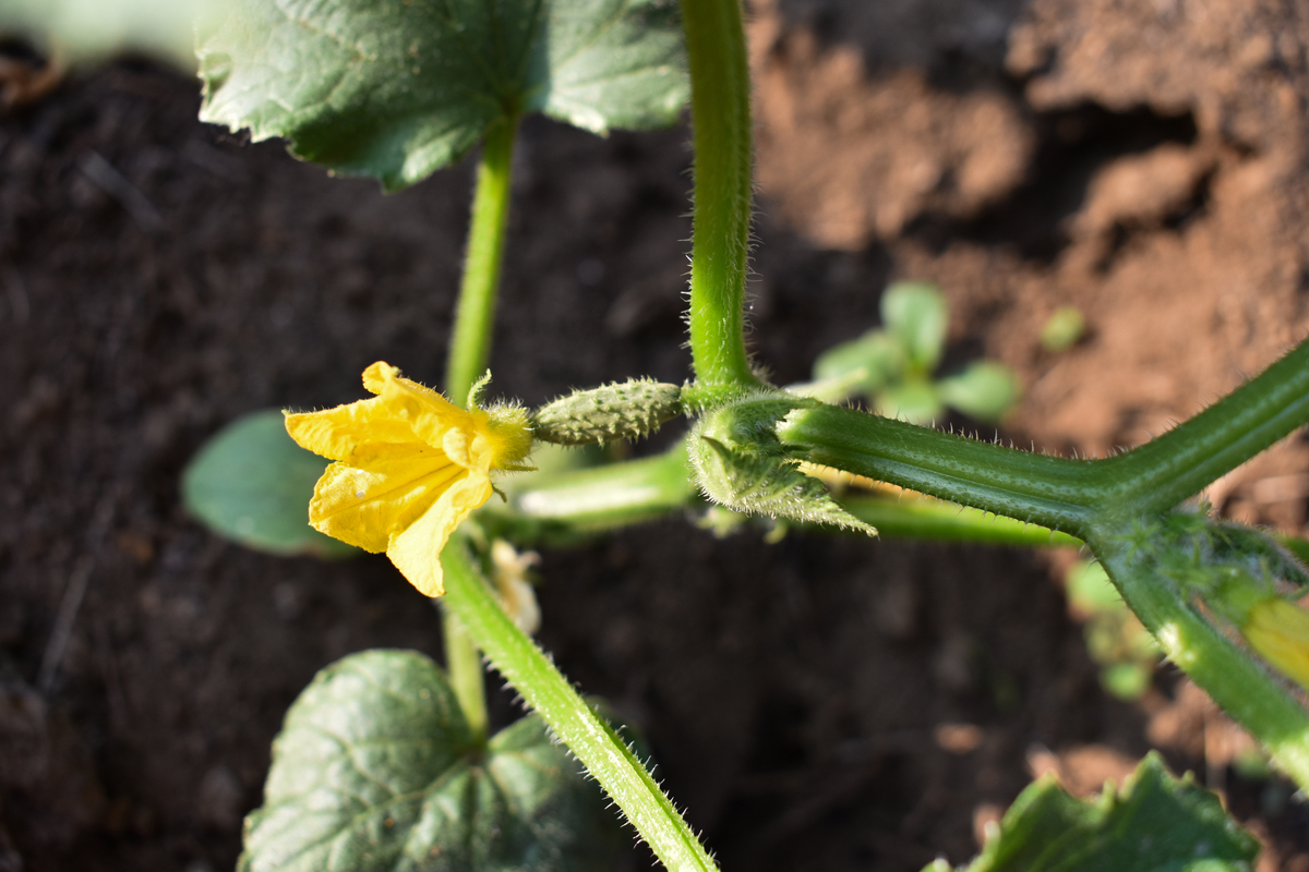 黄瓜的生物学特性：品种、形态、生长习性及营养价值