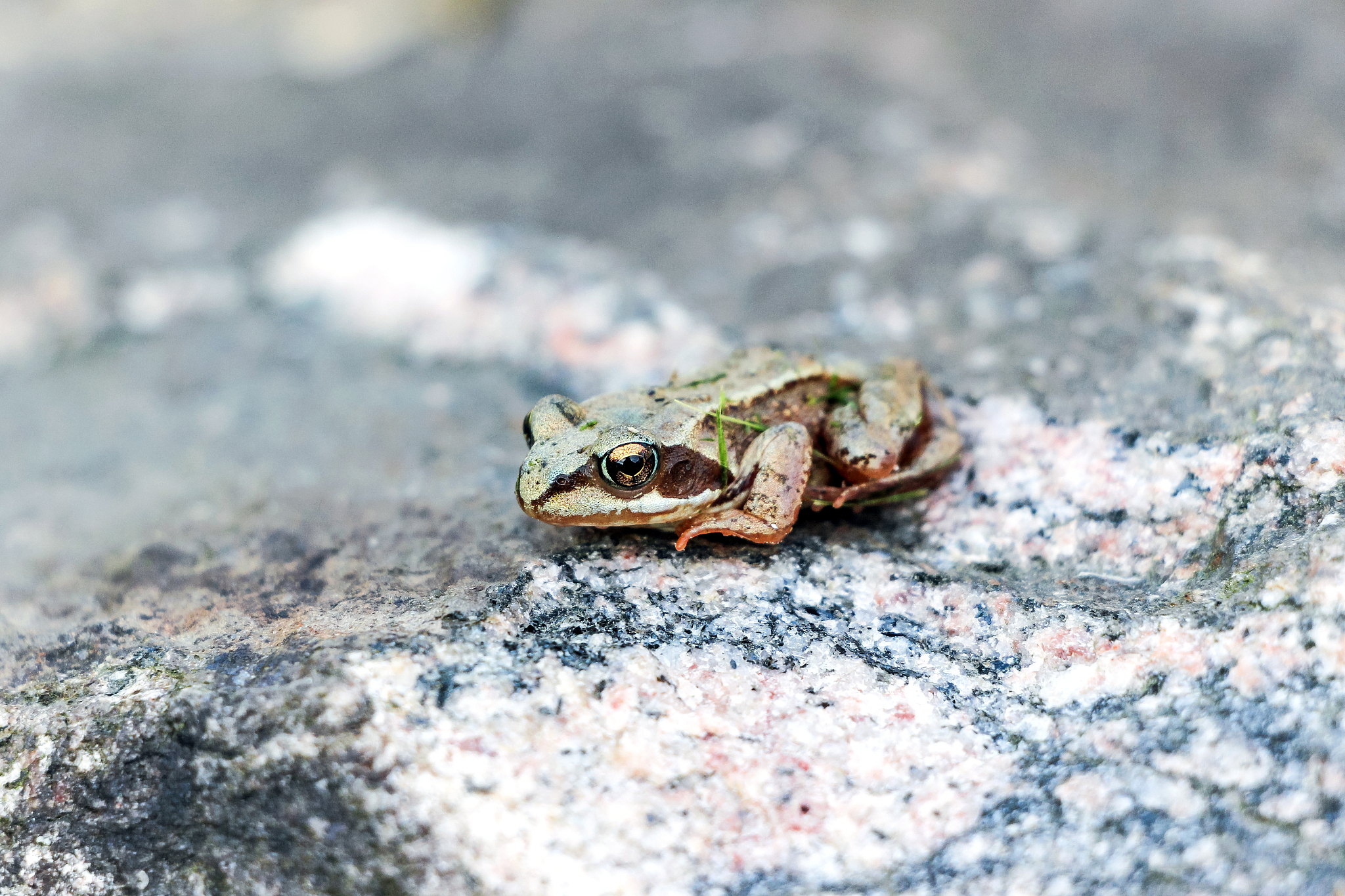 请帮我加入更多有趣完整的知识和更好的词汇、让以下文章更丰富多彩和完整：沙漠雨蛙又称散游短头蛙或馒头蛙是地球上最凶萌的蛙类之一。它们的外形像个小馒头一样圆滚滚的体长一般只有四厘米左右。当遇到危险或生气时它们会使劲儿将身体鼓起假装自己很大只并发出凶猛萌的叫声。这种气鼓鼓的样子加上细细的叫声让人不禁感到害怕。沙漠雨蛙的生活环境极其苛刻它们几乎一辈子都生活在干旱的沙漠地区很少遇到水。它们没有强有力的后腿无