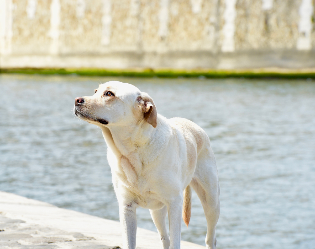 拉布拉多犬大小便训练秘籍:轻松让爱宠学会规矩!