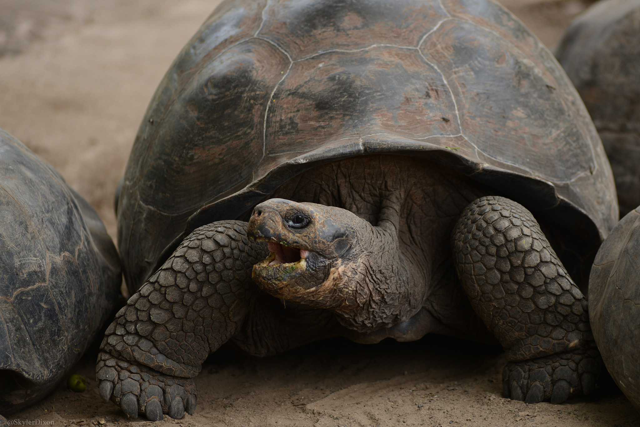 turtle