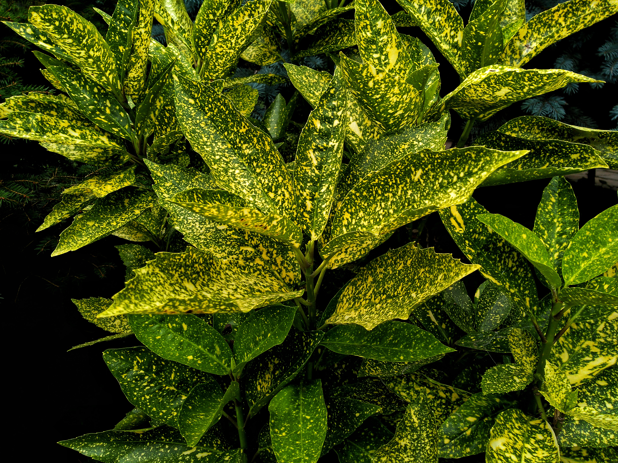 green plant