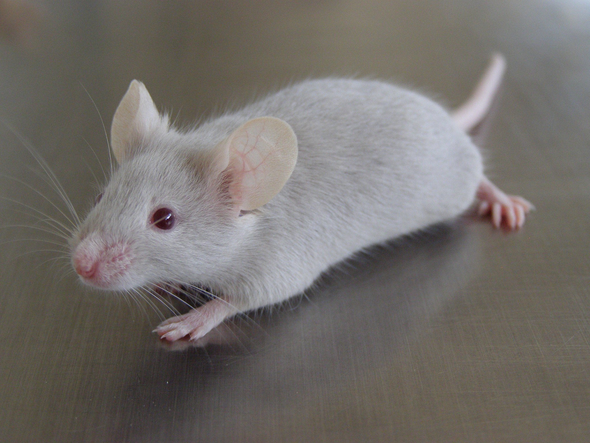 裸鼠和scid鼠区别