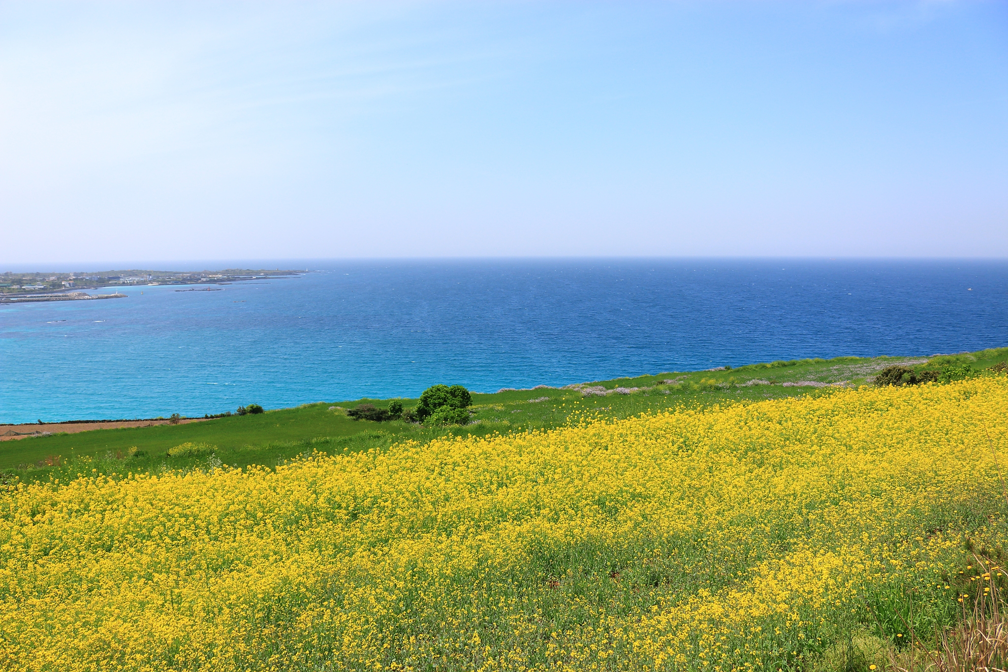 hamdeok beach, beaches, west wu bon, wildflower, flowers, horses
