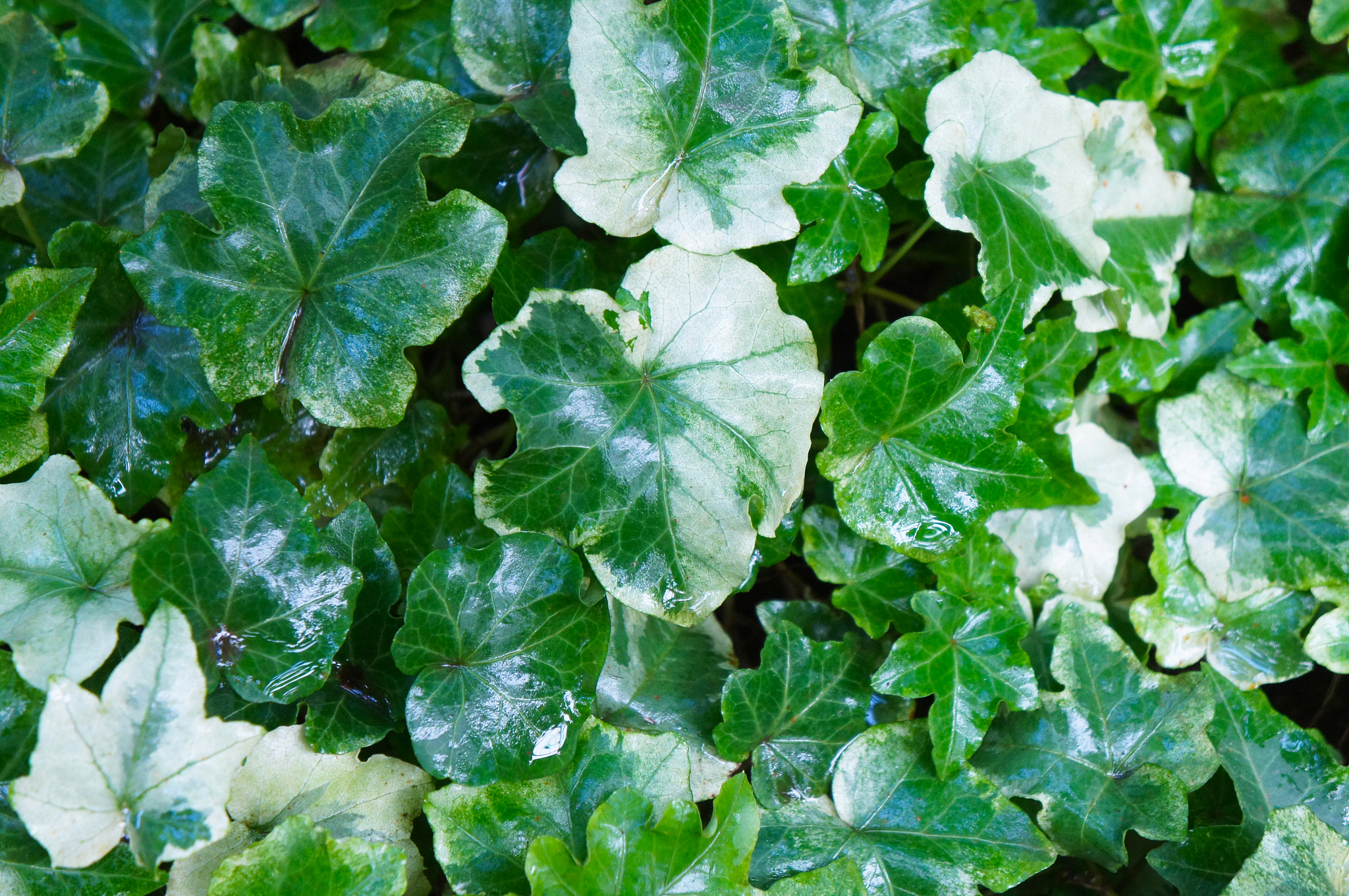 根系活力如何测