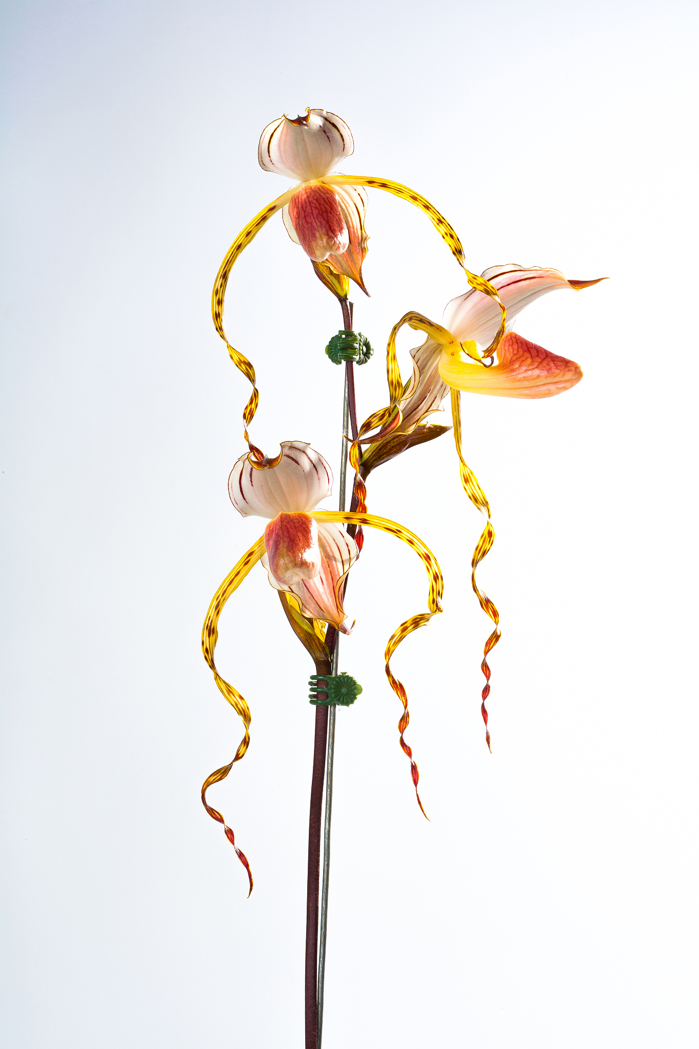 paphiopedilum stonei
