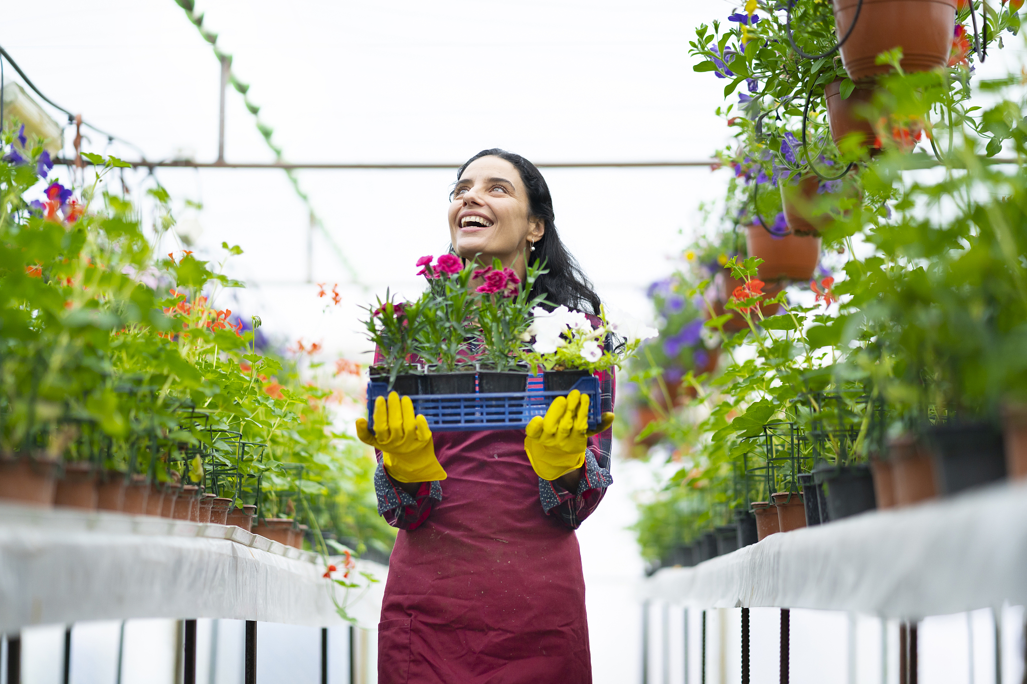 female worker in greenhouse holding a crate with flowers