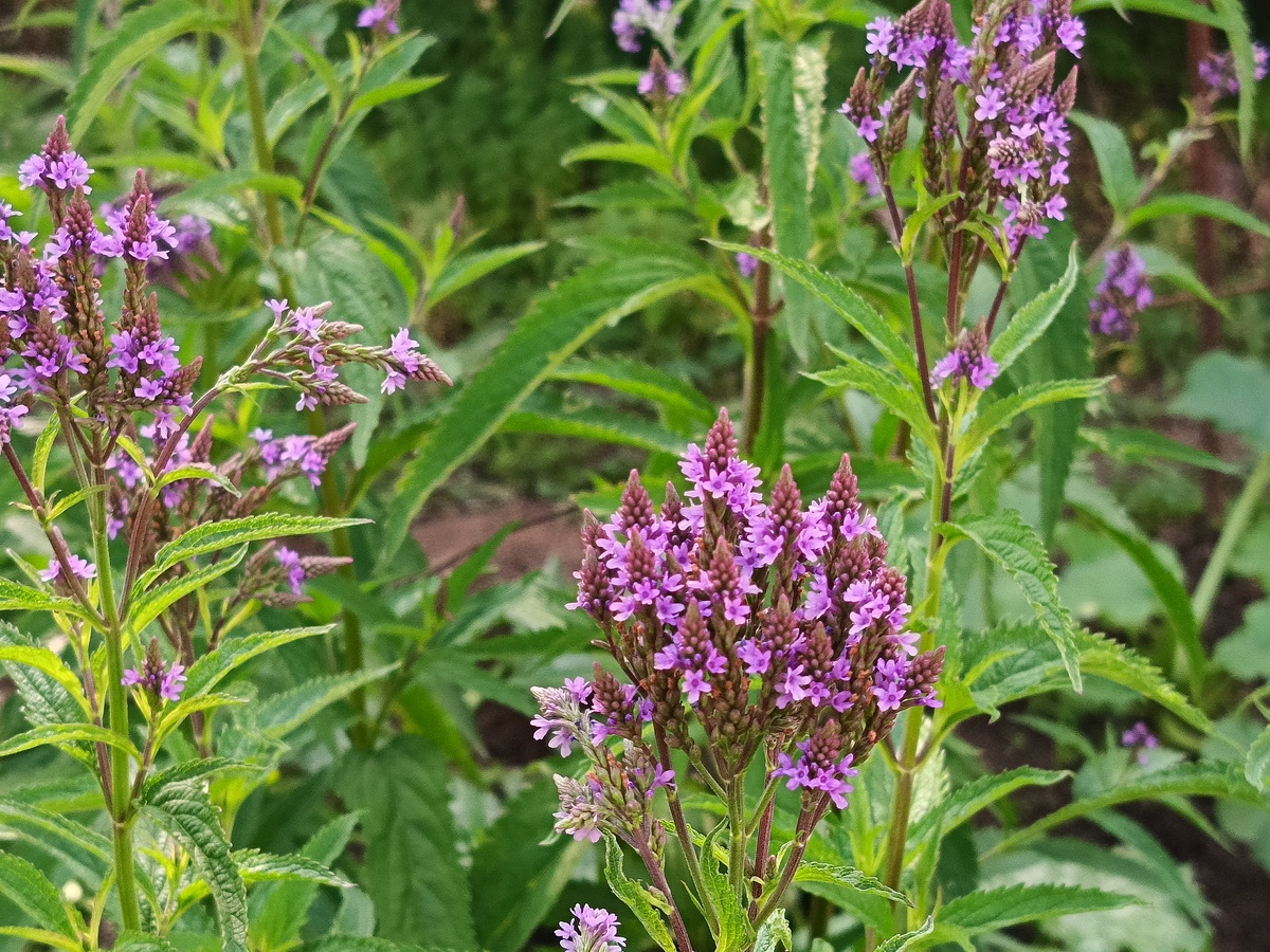 丹参：药用植物的奥秘与应用