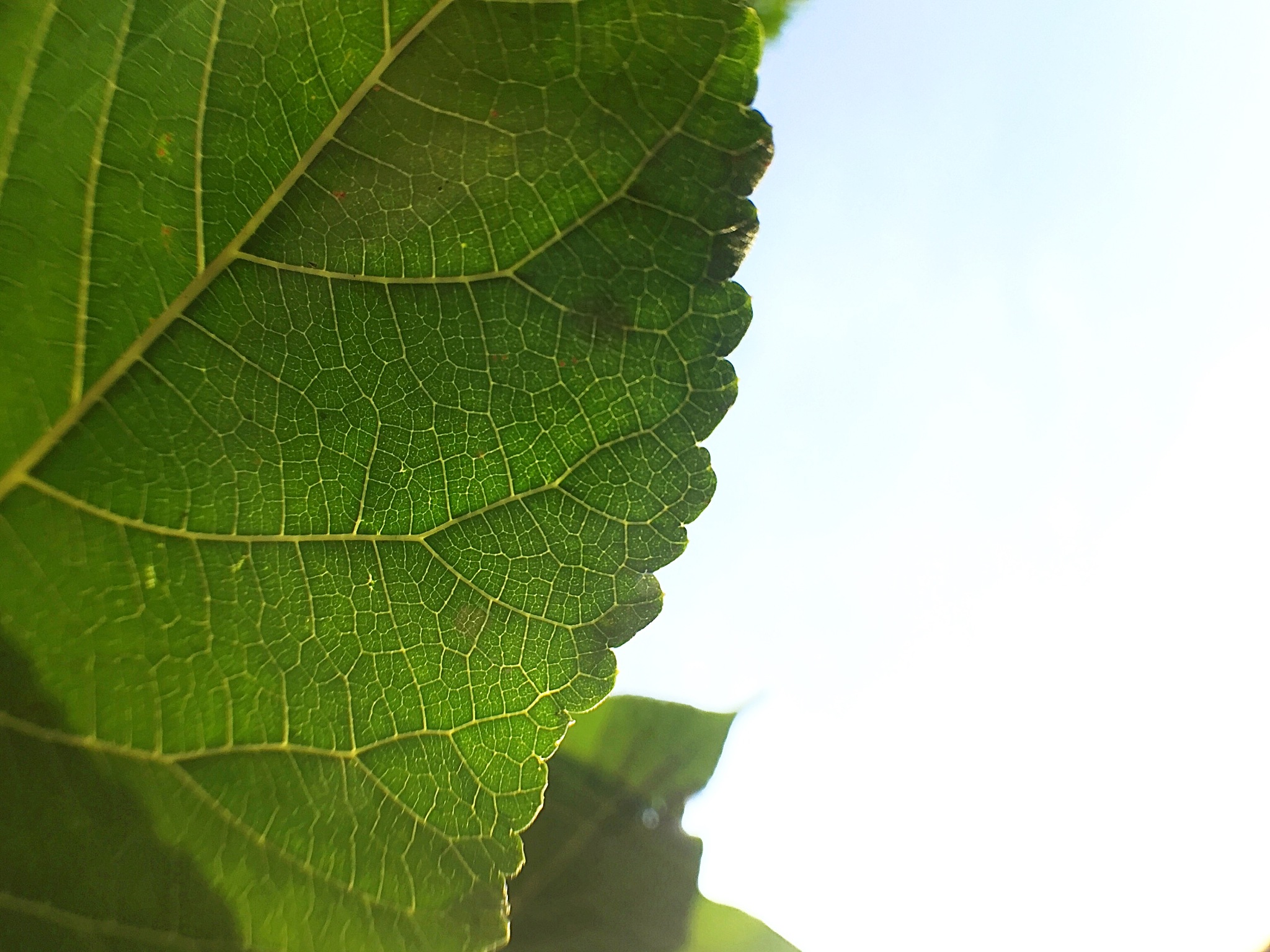 mulberry,mulberry leaf,leaf,branch