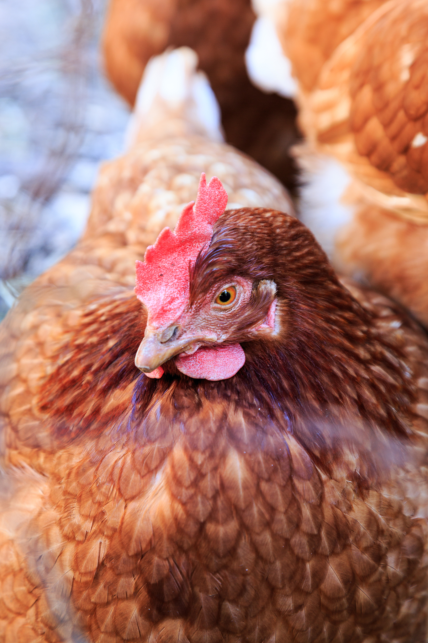 chicken.