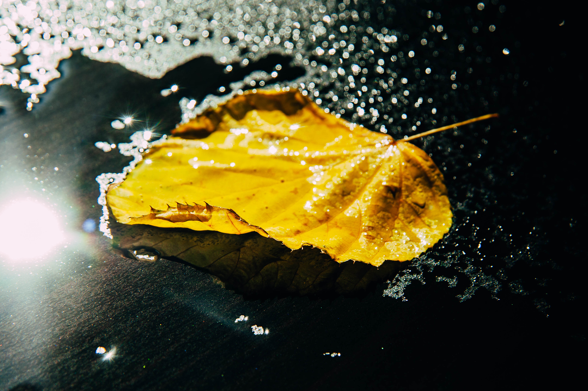 yellow, green autumn leaves of trees frame the composition on a 