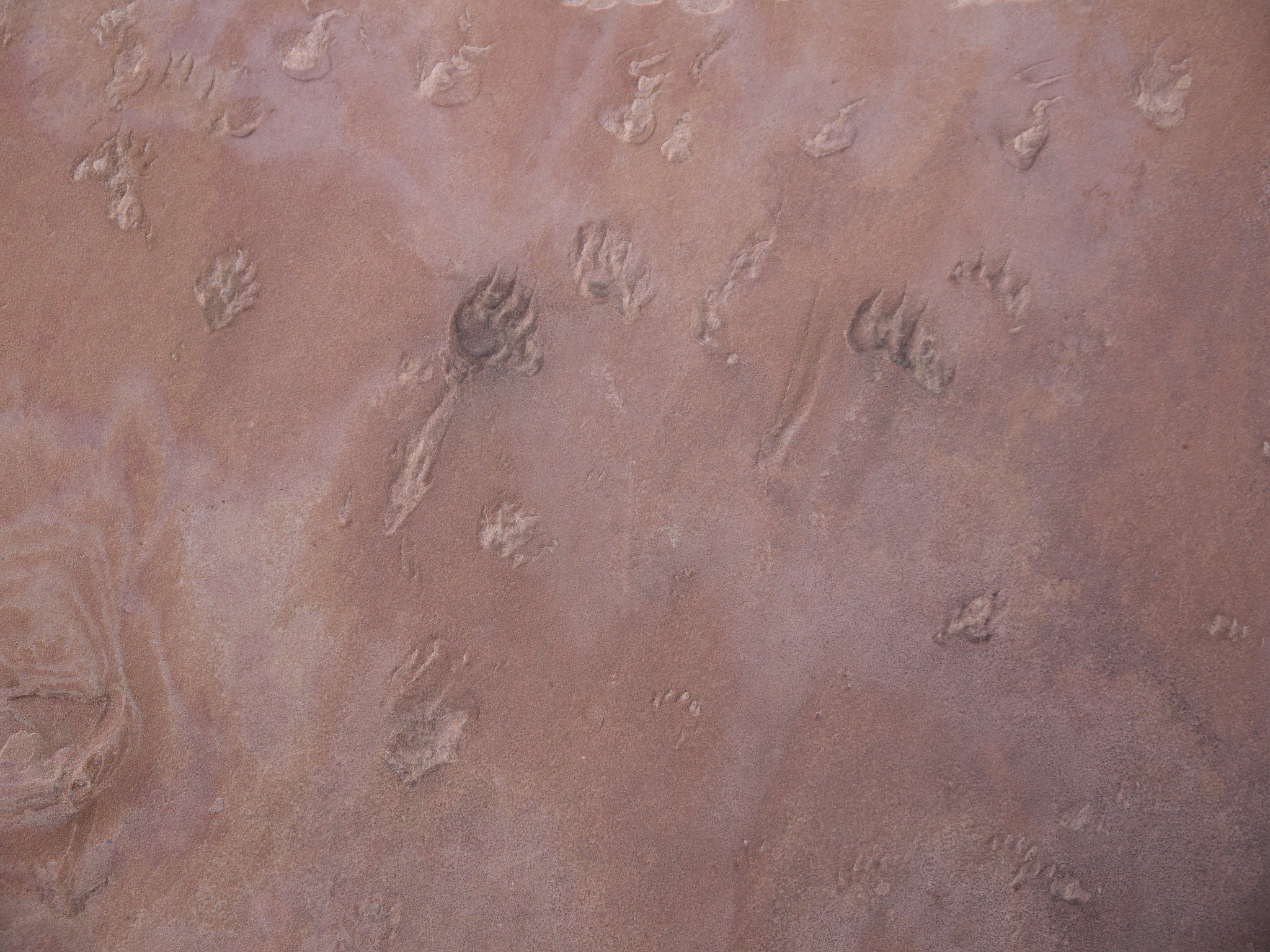 结合上面生成的论文框架请在中国知网检索相关文献进一步完善你提出的论文框架中的化石研究在生物学中的作用