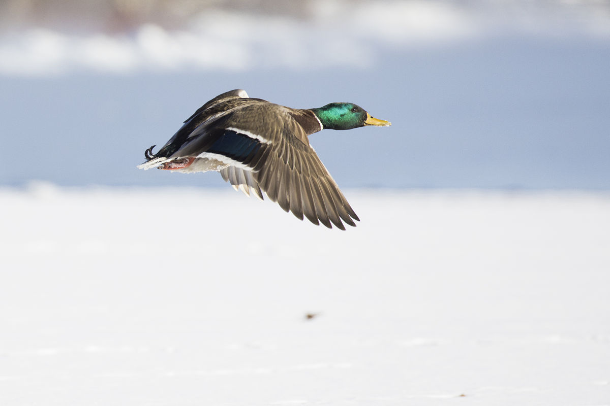 中国人去加拿大留学移民需要多少钱