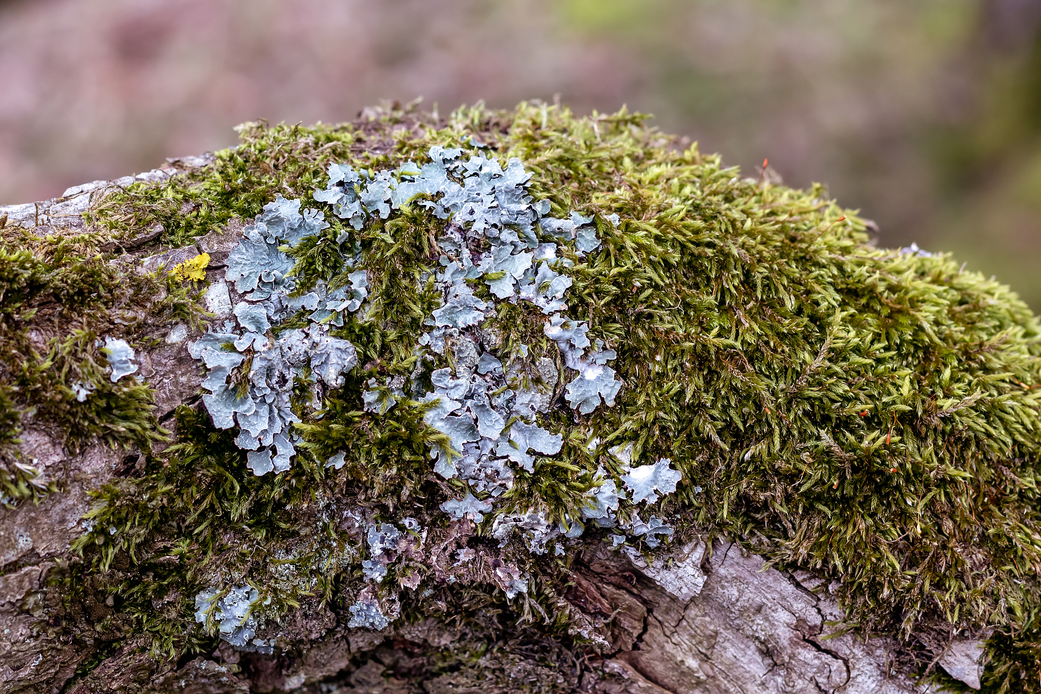 lichen or and mosses on  a bare branch
