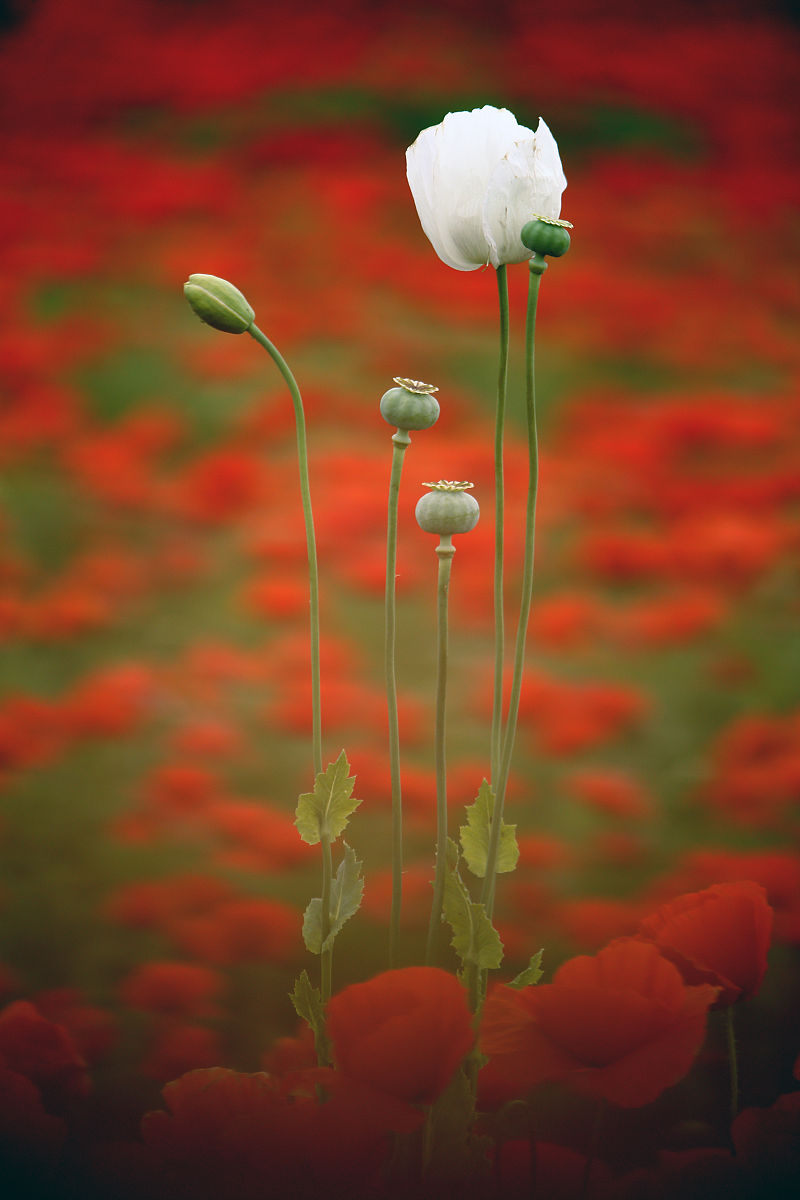 风雨里的罂栗花全本