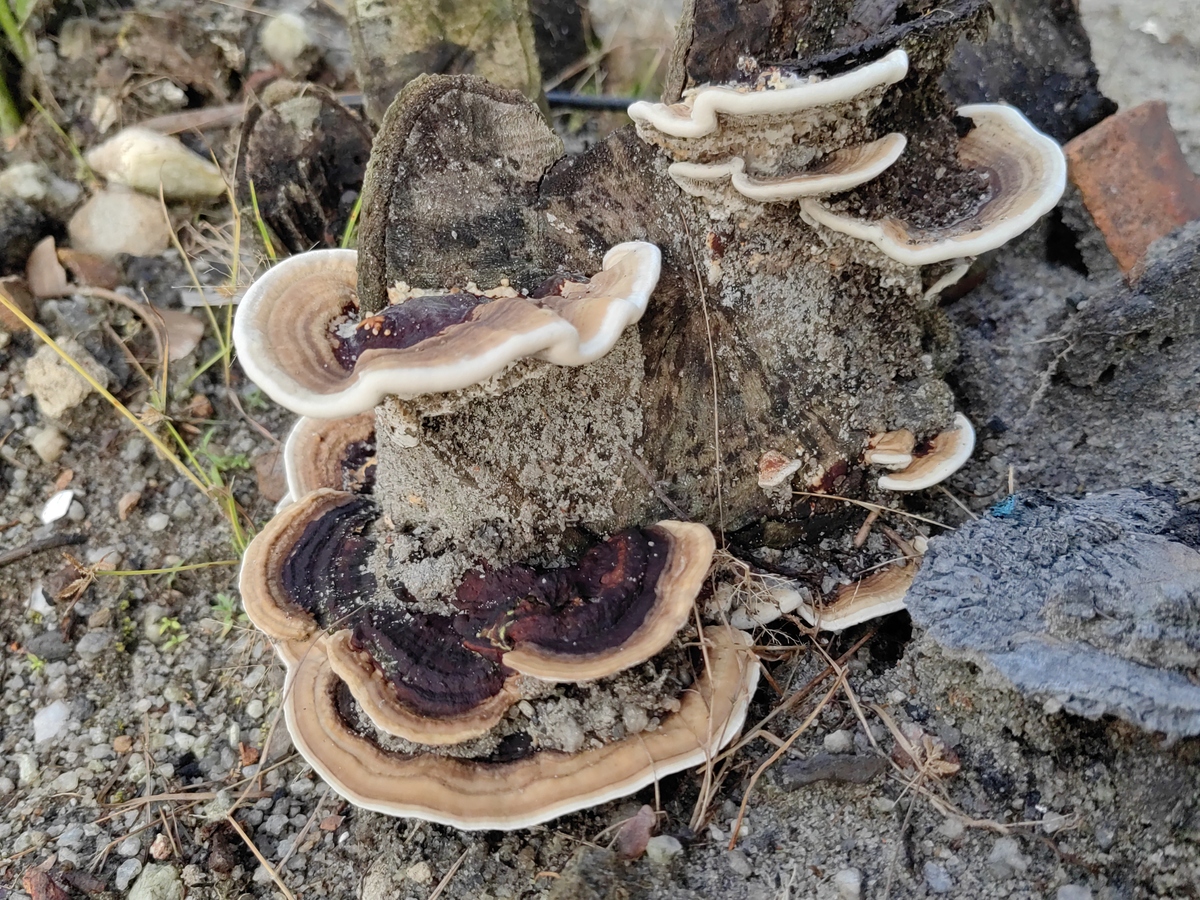 榛蘑人工种植的全过程