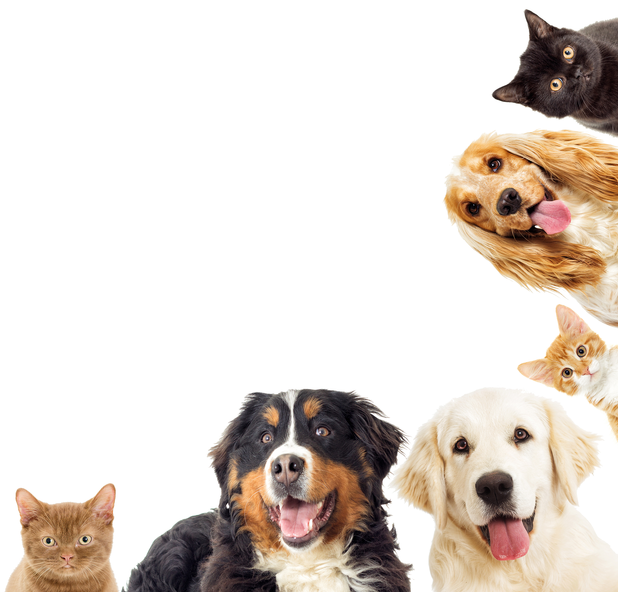 写10条关于宠物重要性的文章长标题