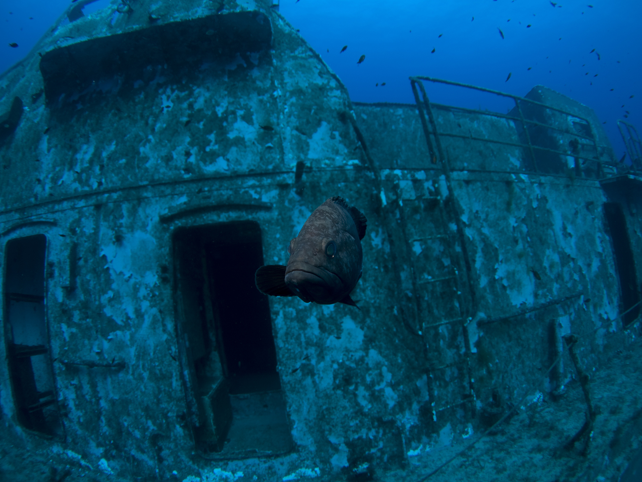dusky grouper living on a shipwreck