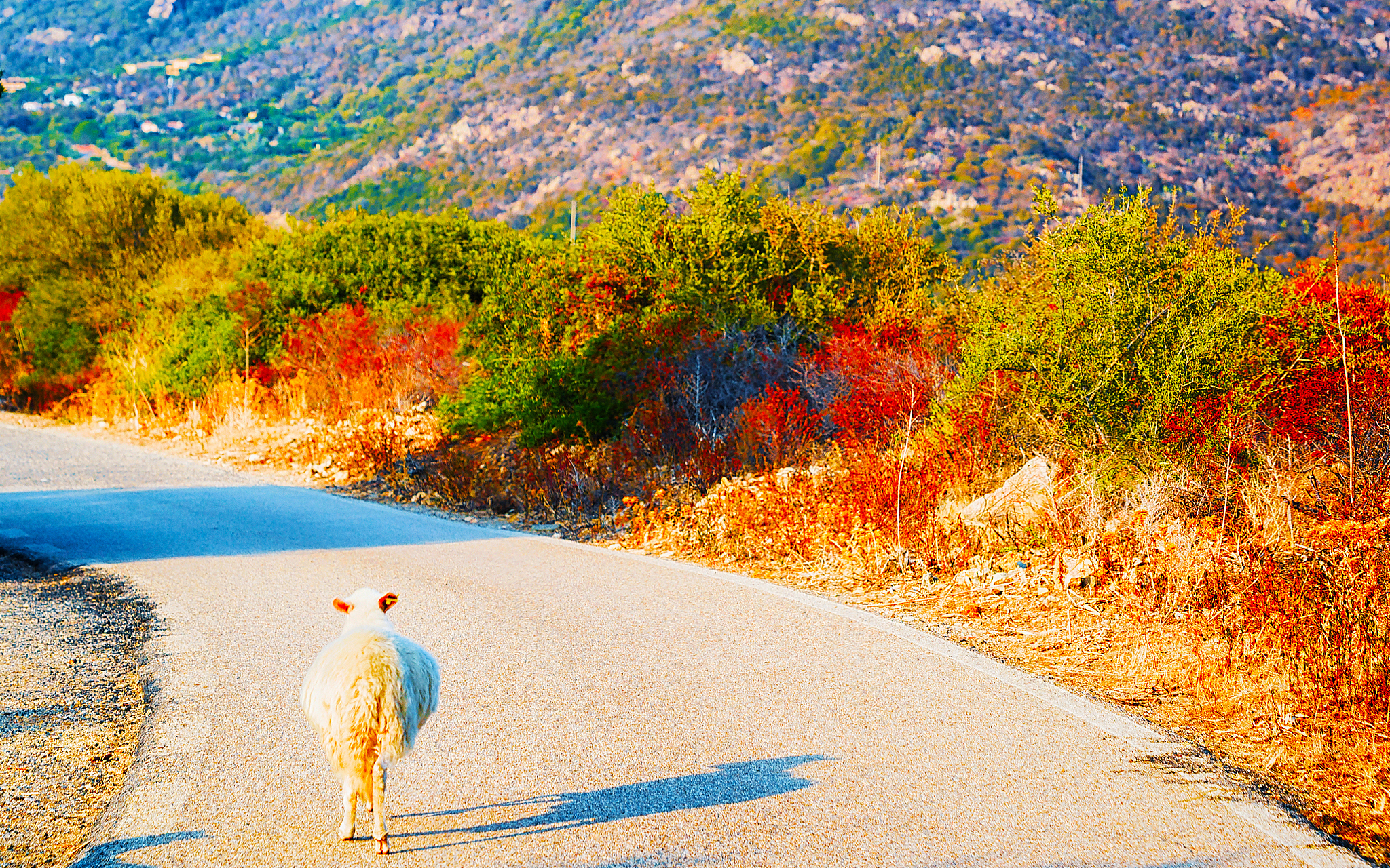 sheep running on road in costa smeralda sardinia reflex