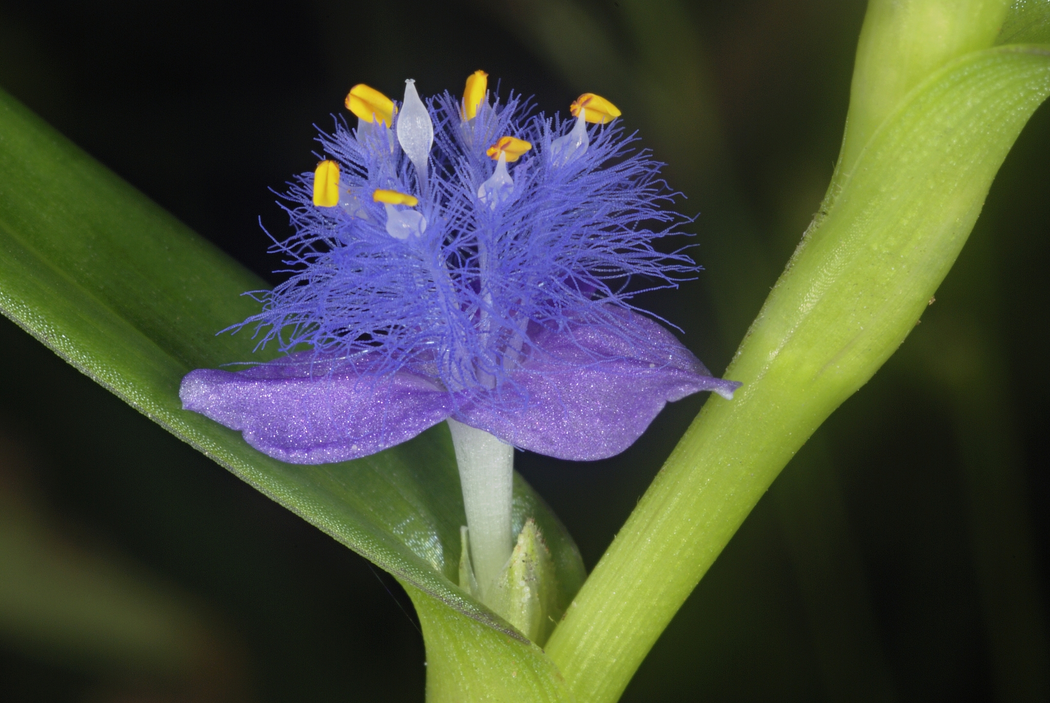 cyanotis axillaris, creeping cradle plant