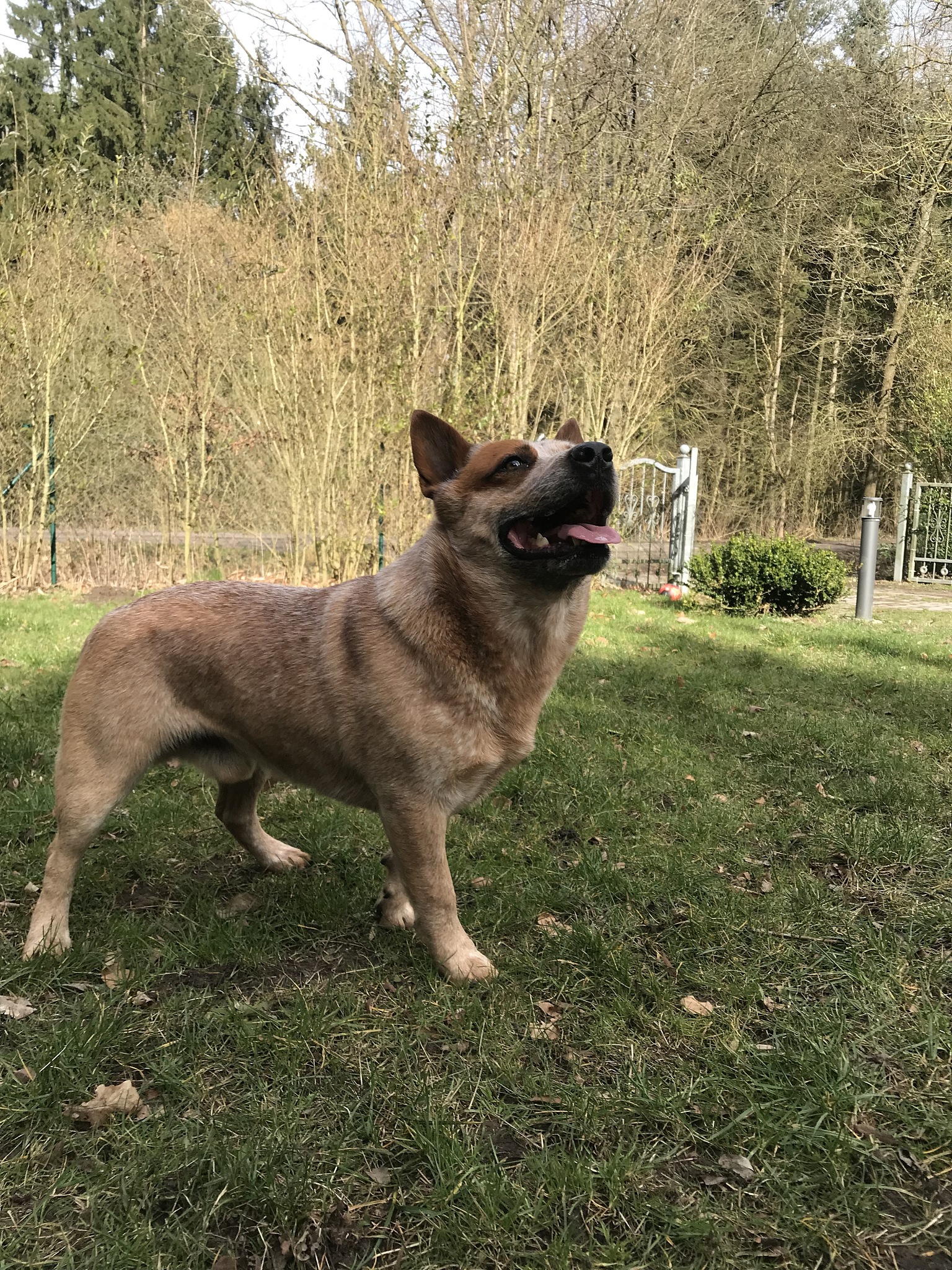 侯博文是什么品种的狗