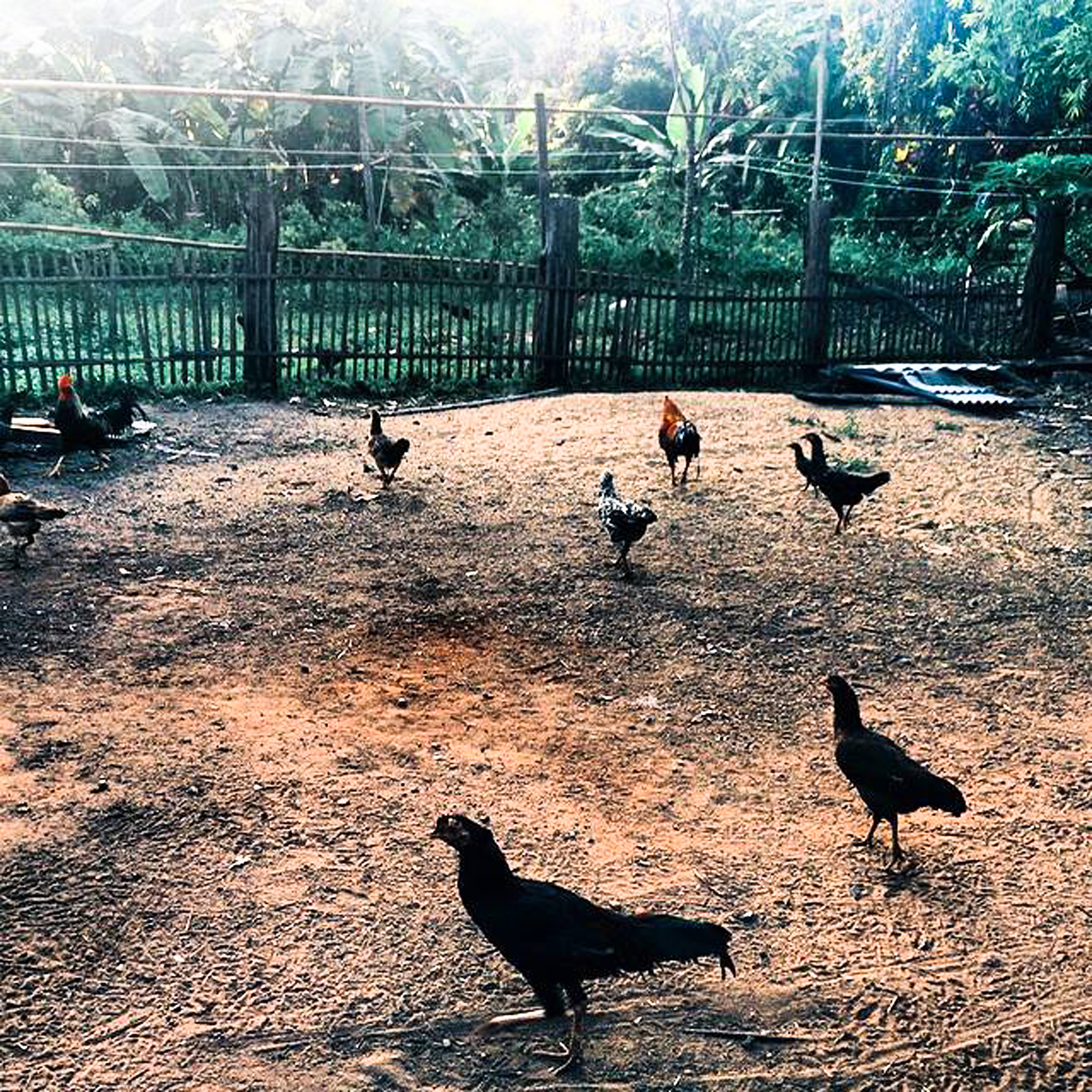 人类与鸡的组合关系：从食物到互动