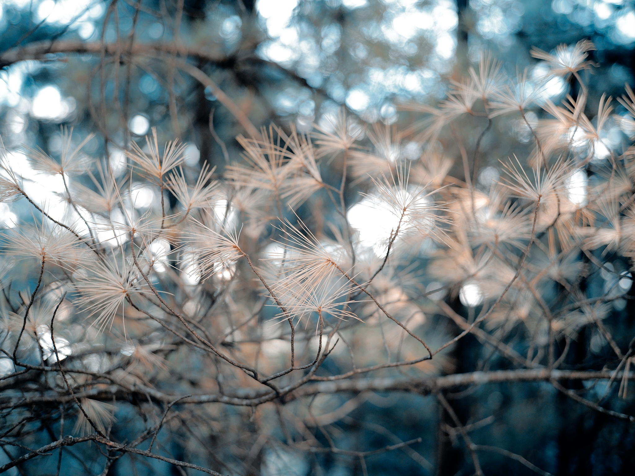 大理大学招生对象：谁可以报考？