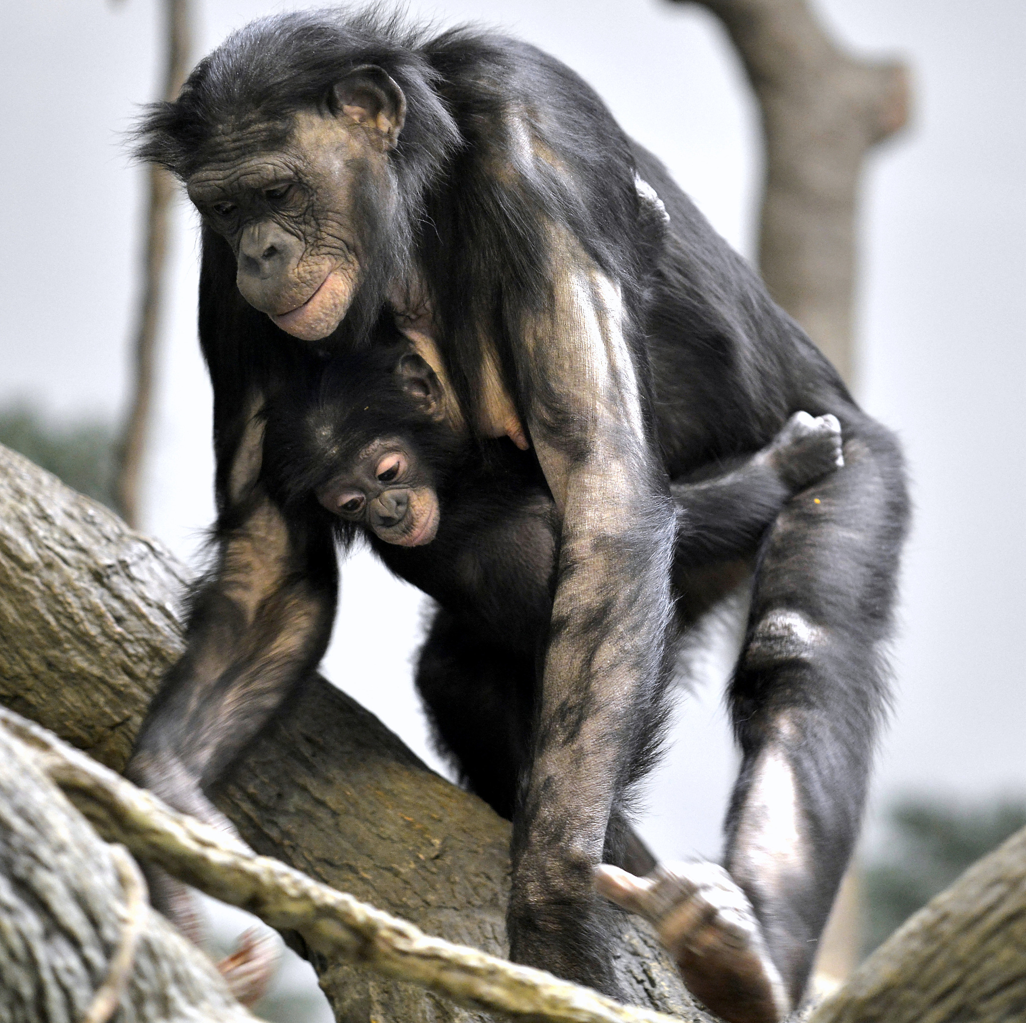 与人类同一生物属的动物