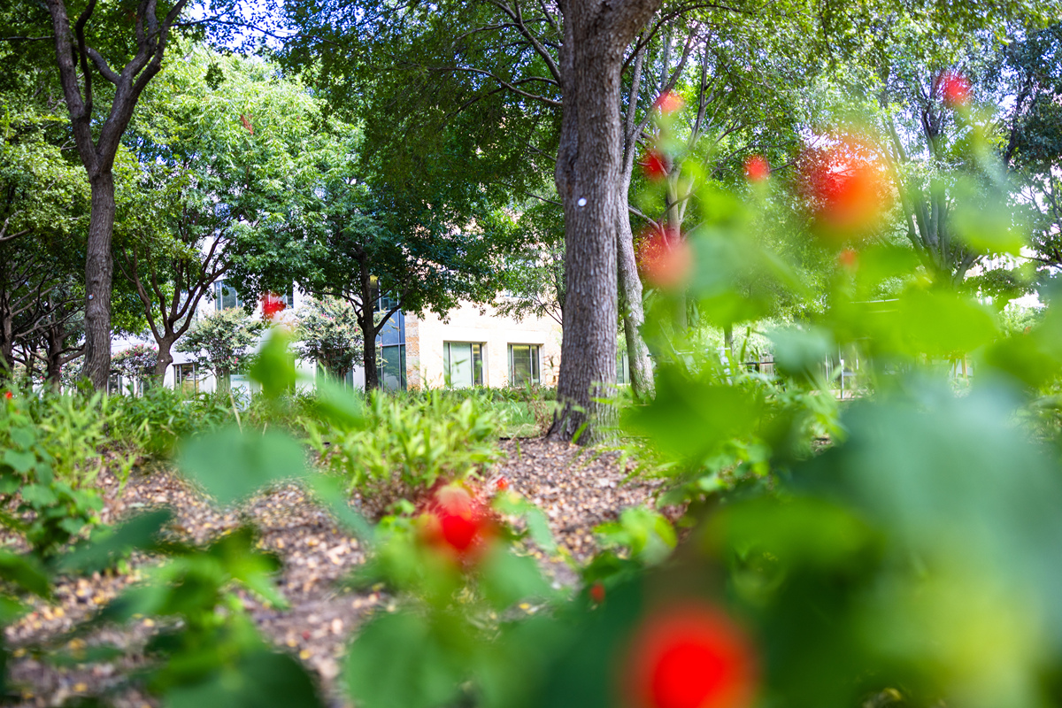 雨后美景：300字描写你眼中的雨后世界