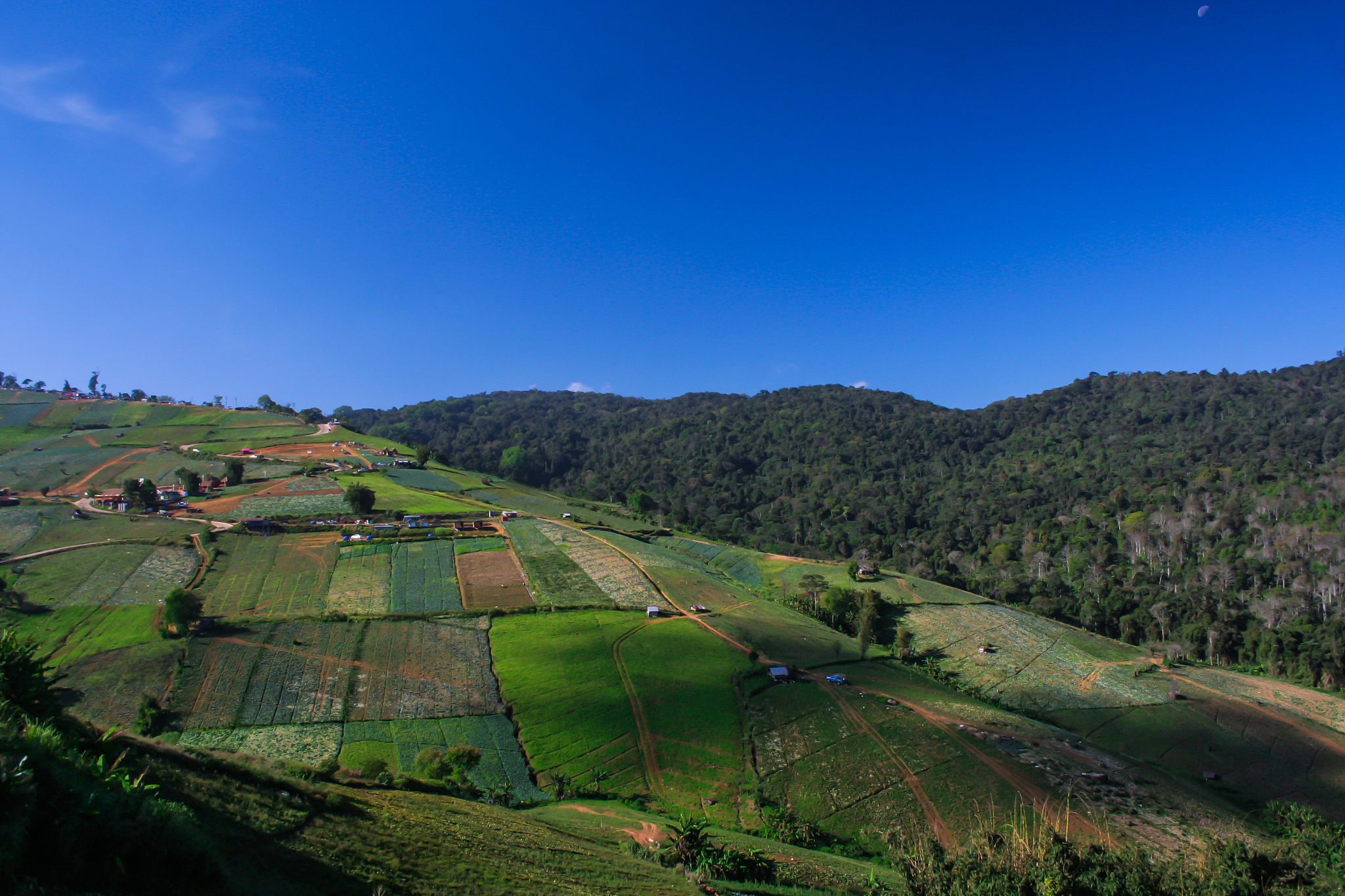 vegetable garden on the mountain in thailand