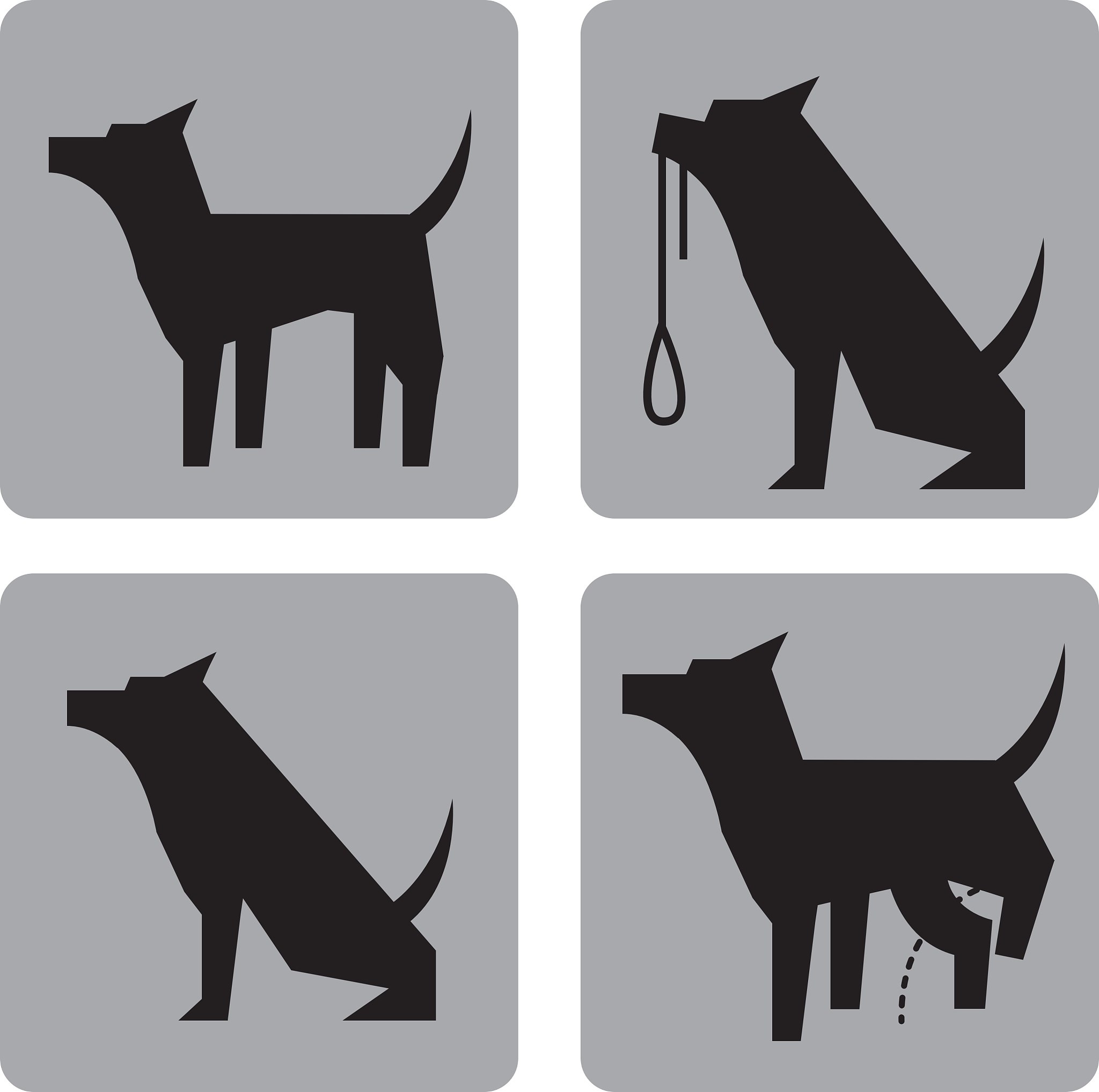 Python 猫狗识别：图像数据预处理和训练测试集划分