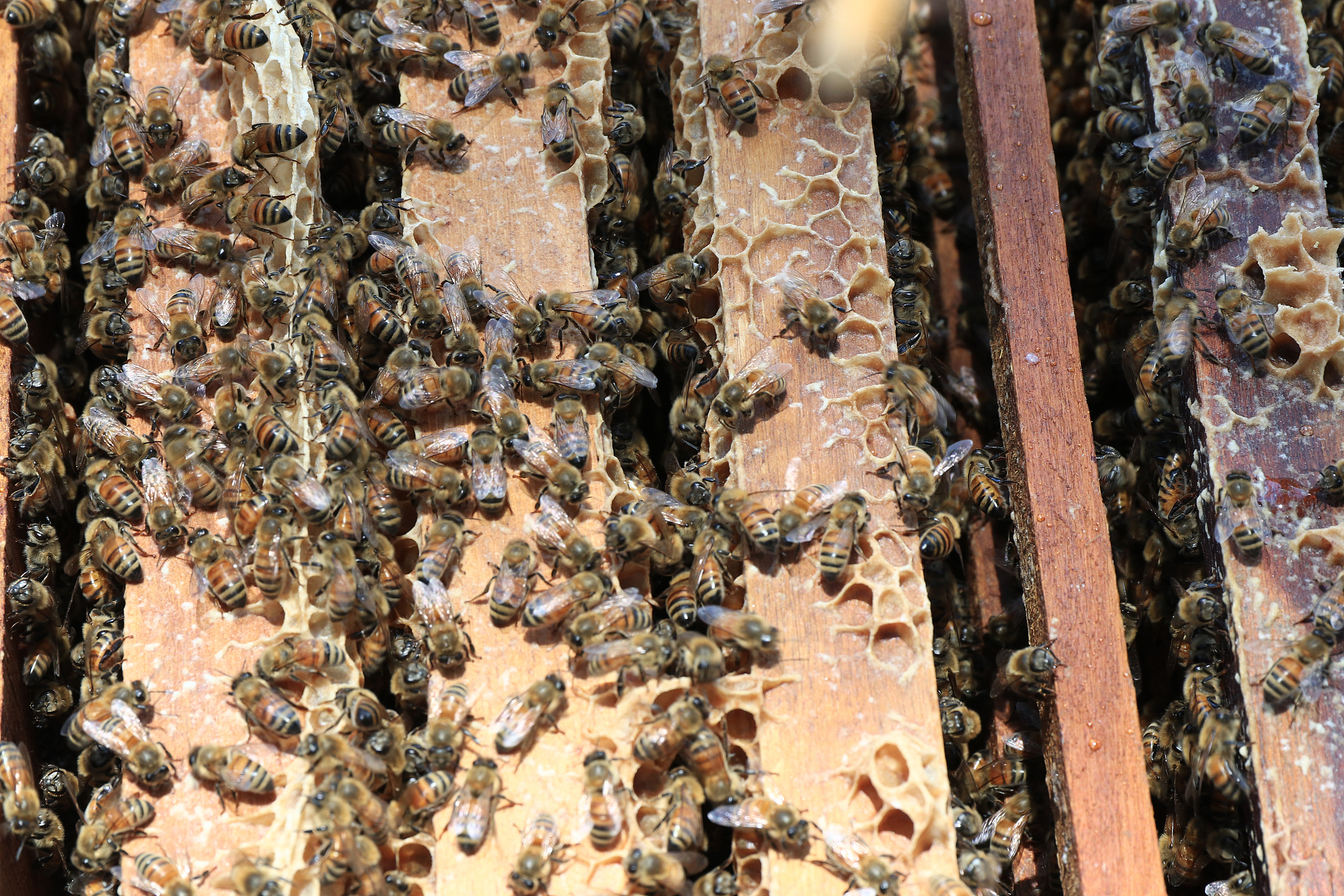 bees return to the hives during the harvest. lot of bees fly nea