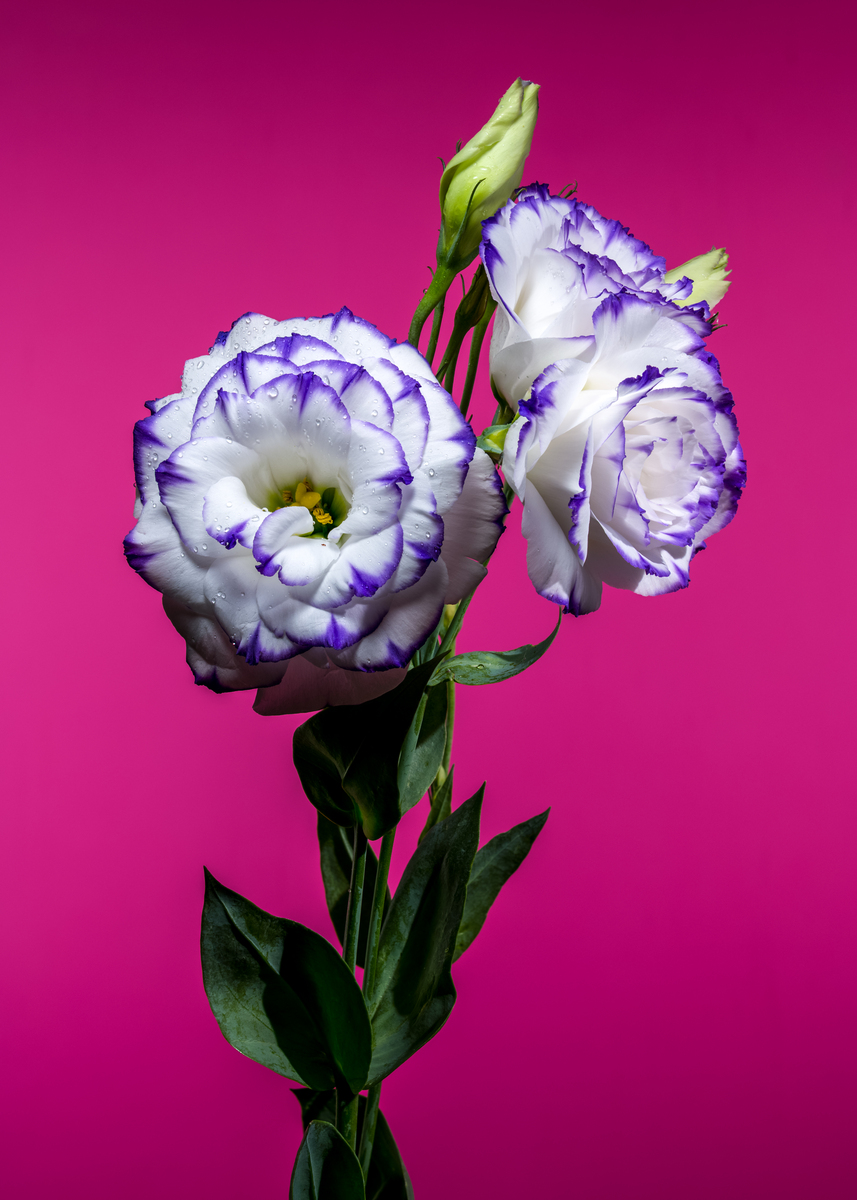 桔梗花送谁合适？送礼场合及含义解析 - 400字