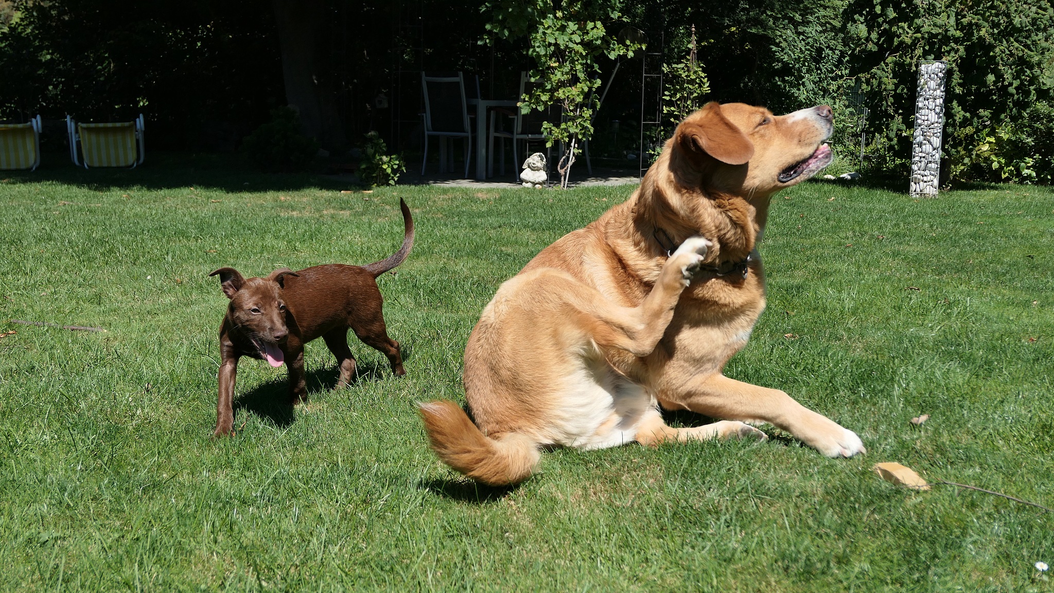 狗狗训练秘诀：用正面强化打造完美汪星人