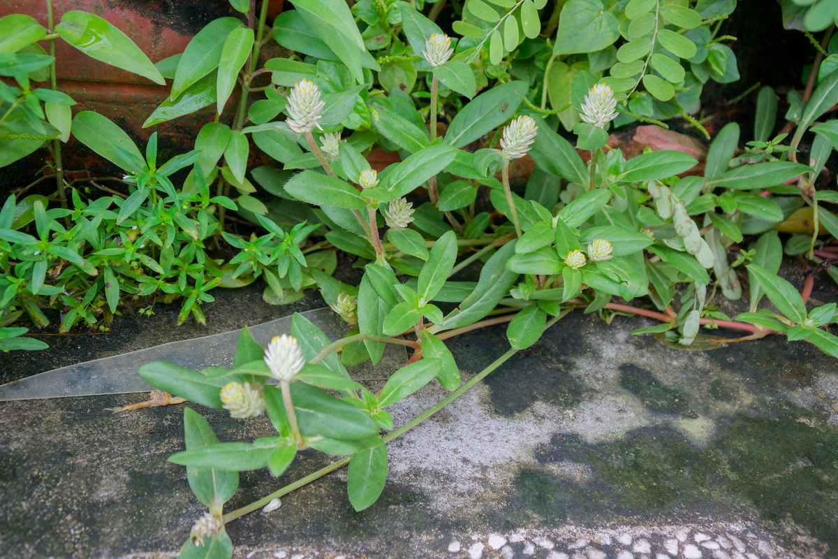 泽泻科植物特征：形态、花序、生态习性详解